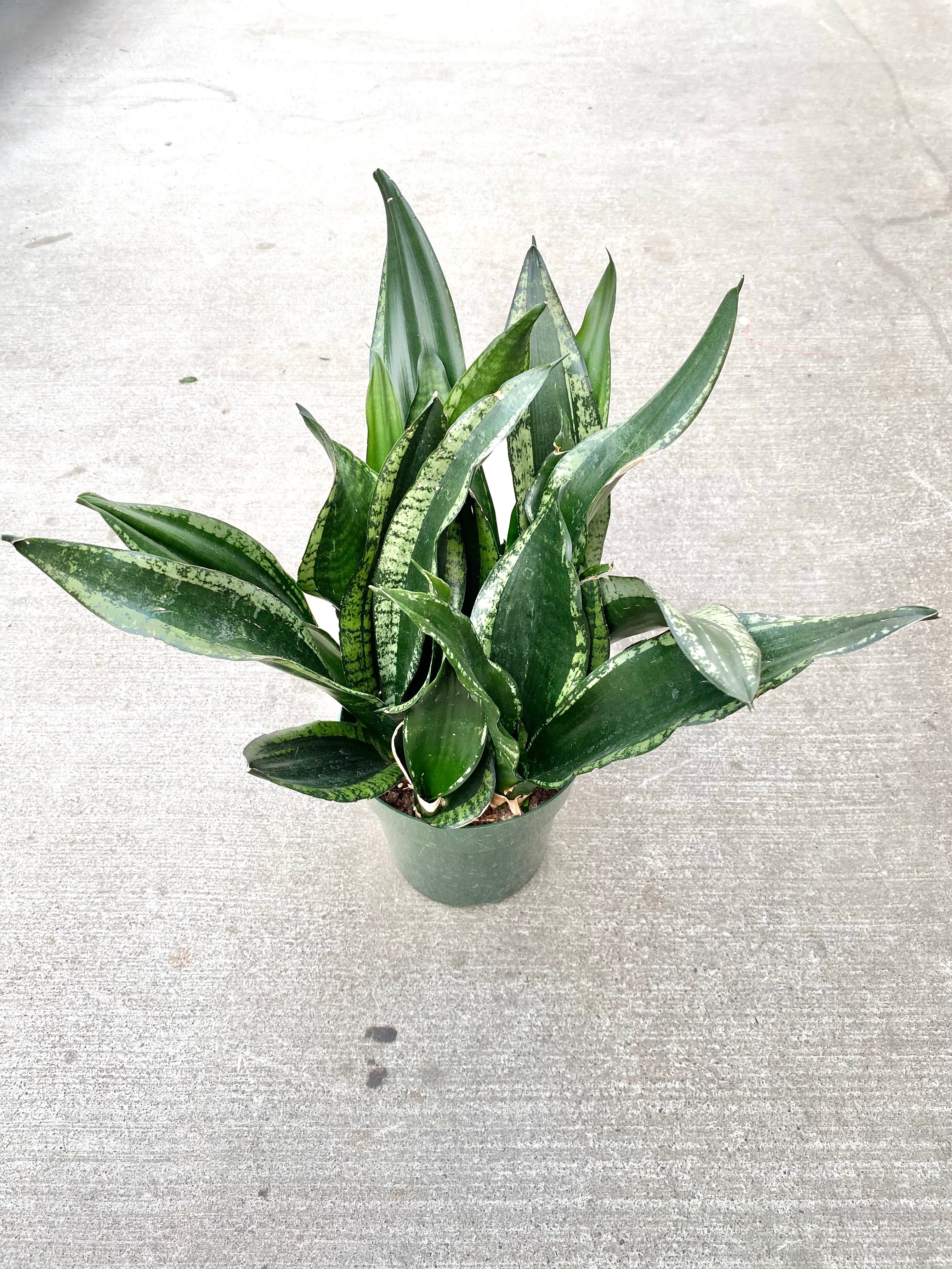 Sansevieria Whitney 6