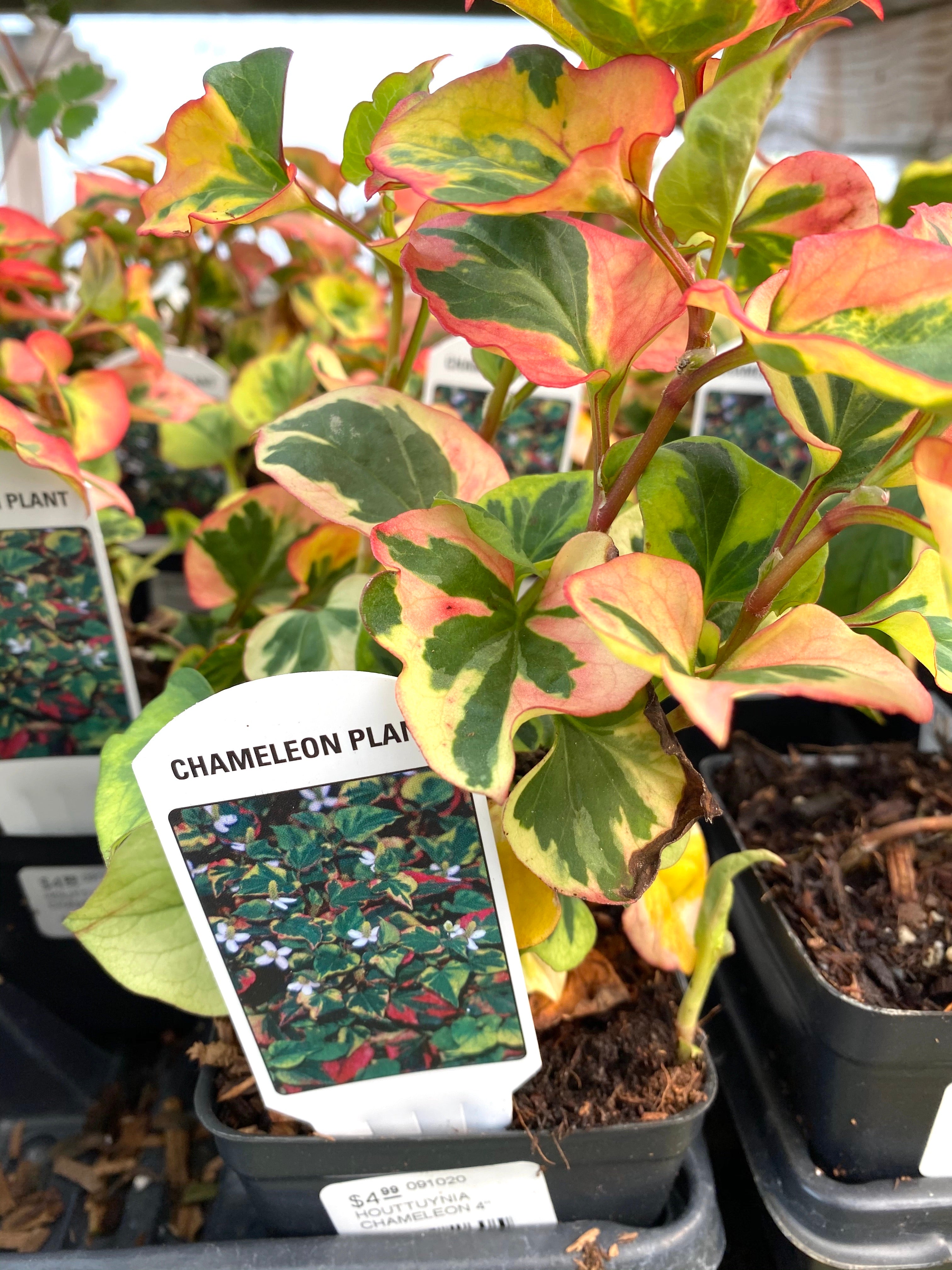 Watson's Greenhouse 