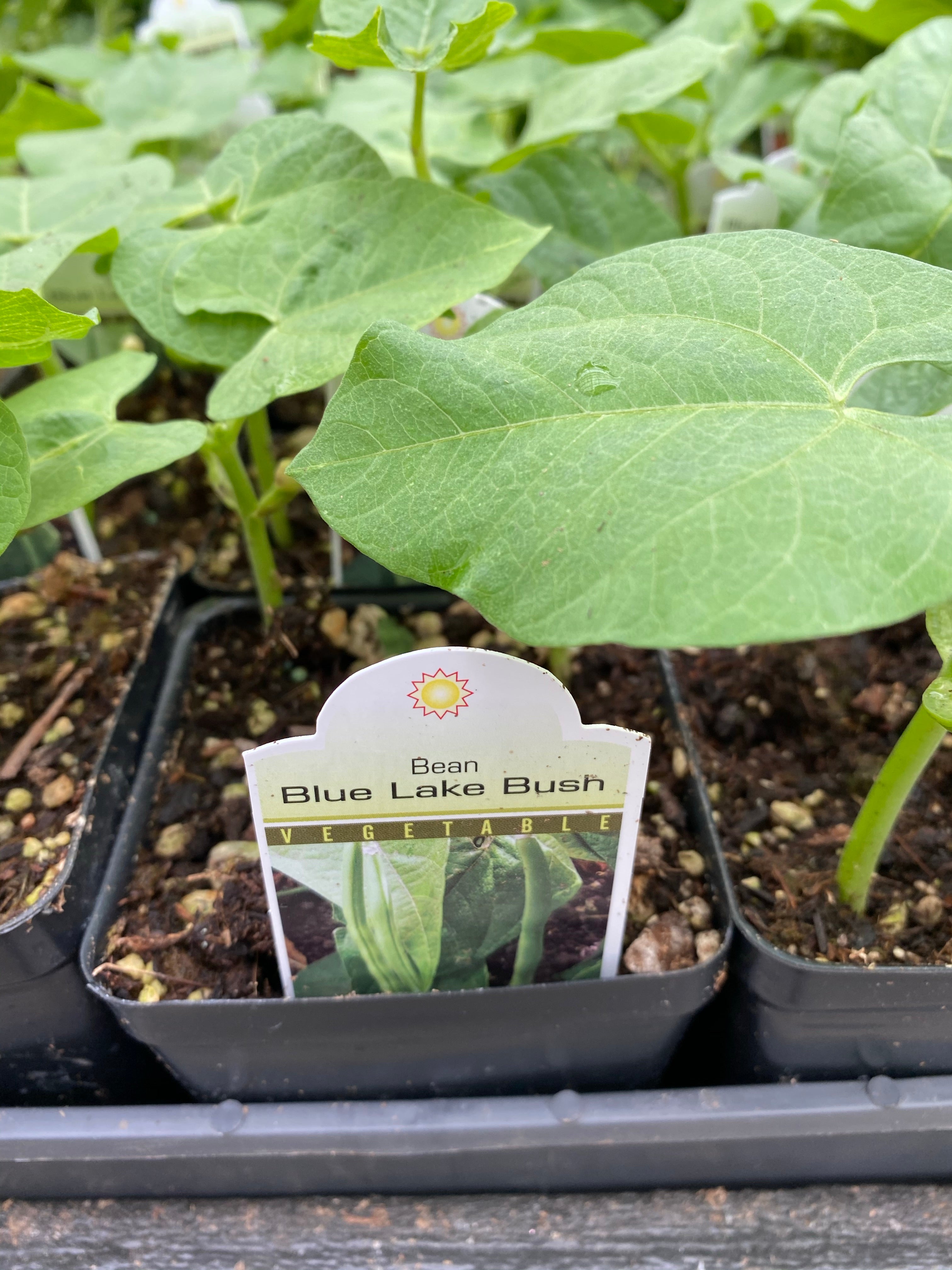 Watson's Greenhouse 