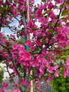 Malus 'Prairifire' | Flowering Crabapple 15G