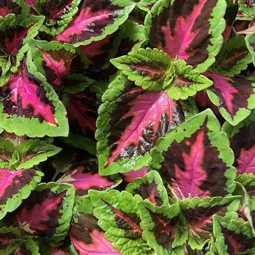 Coleus 'French Quarter' Qt.
