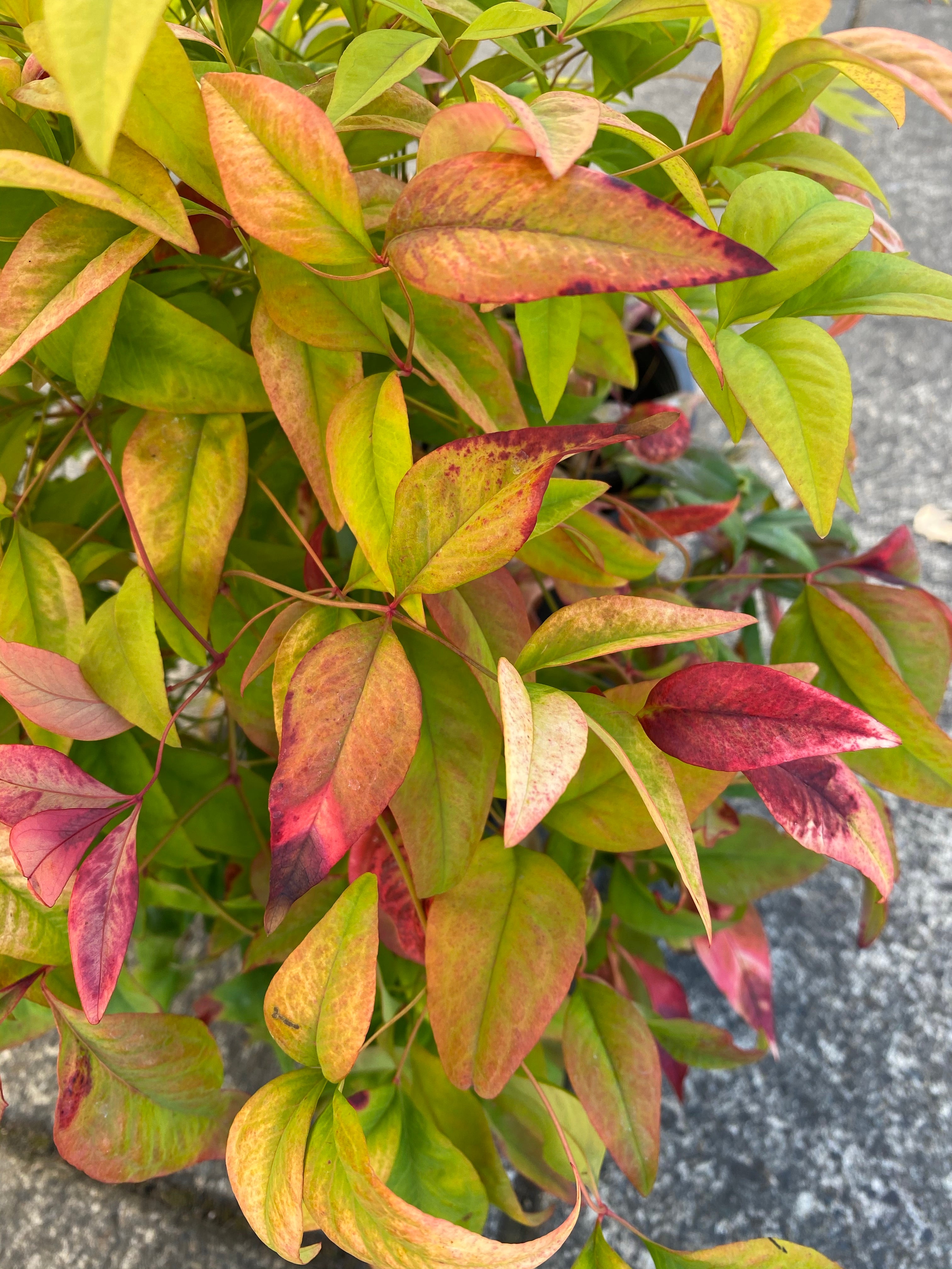 Nandina 'Fire power'