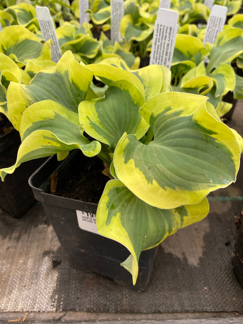 Hosta Mighty Mouse Qt.