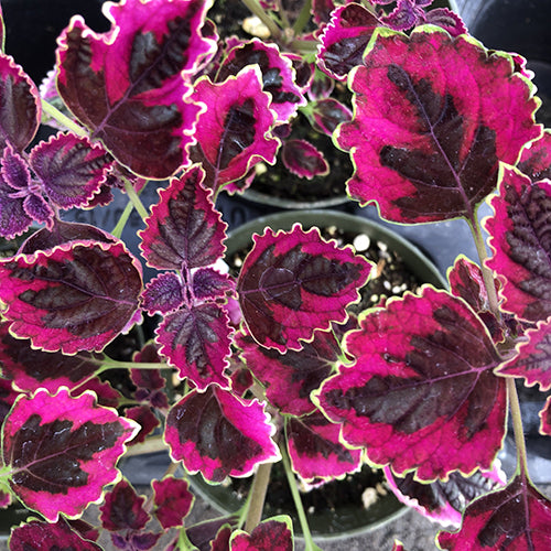 Watson's Greenhouse 