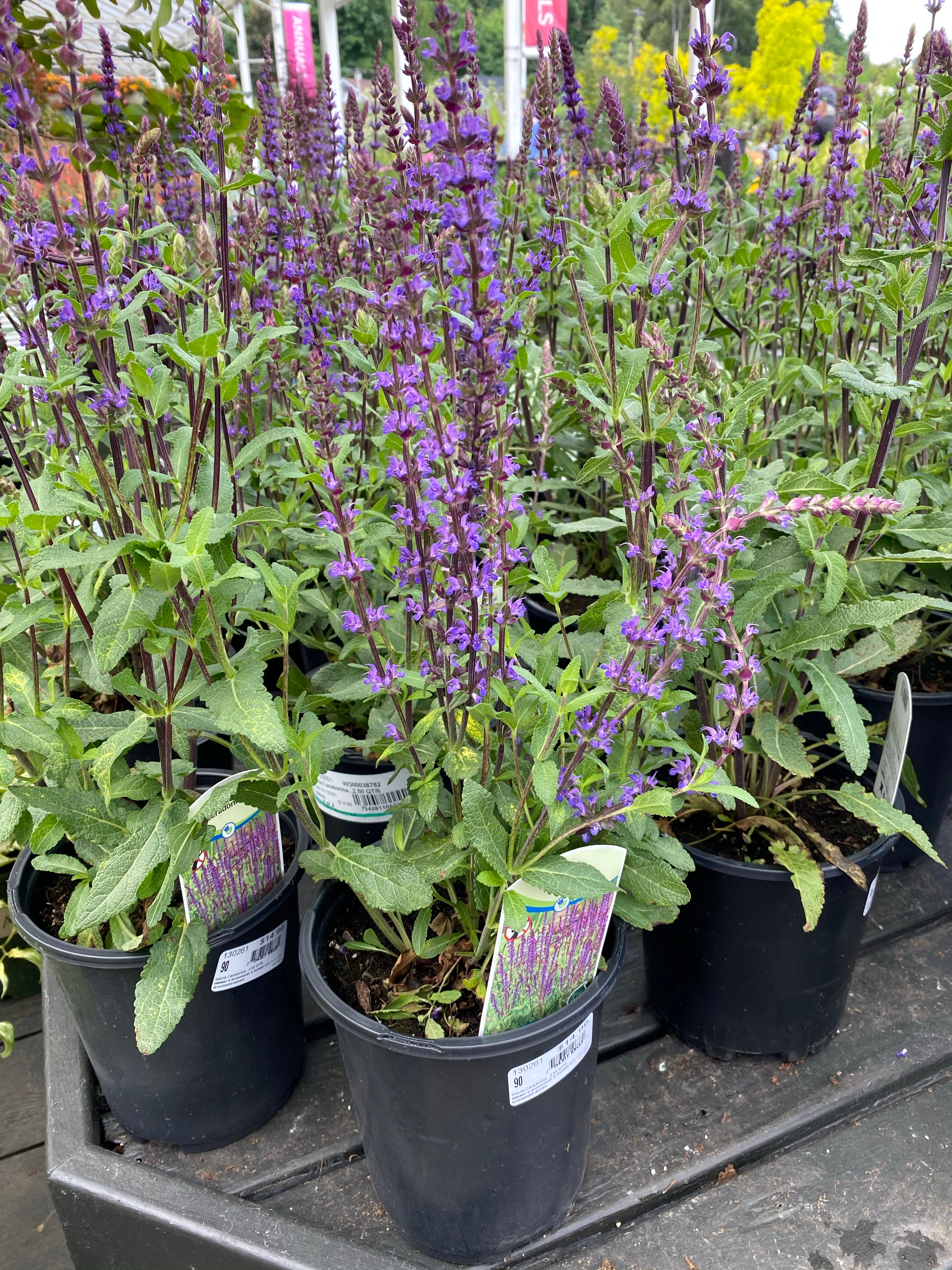 Watson's Greenhouse 
