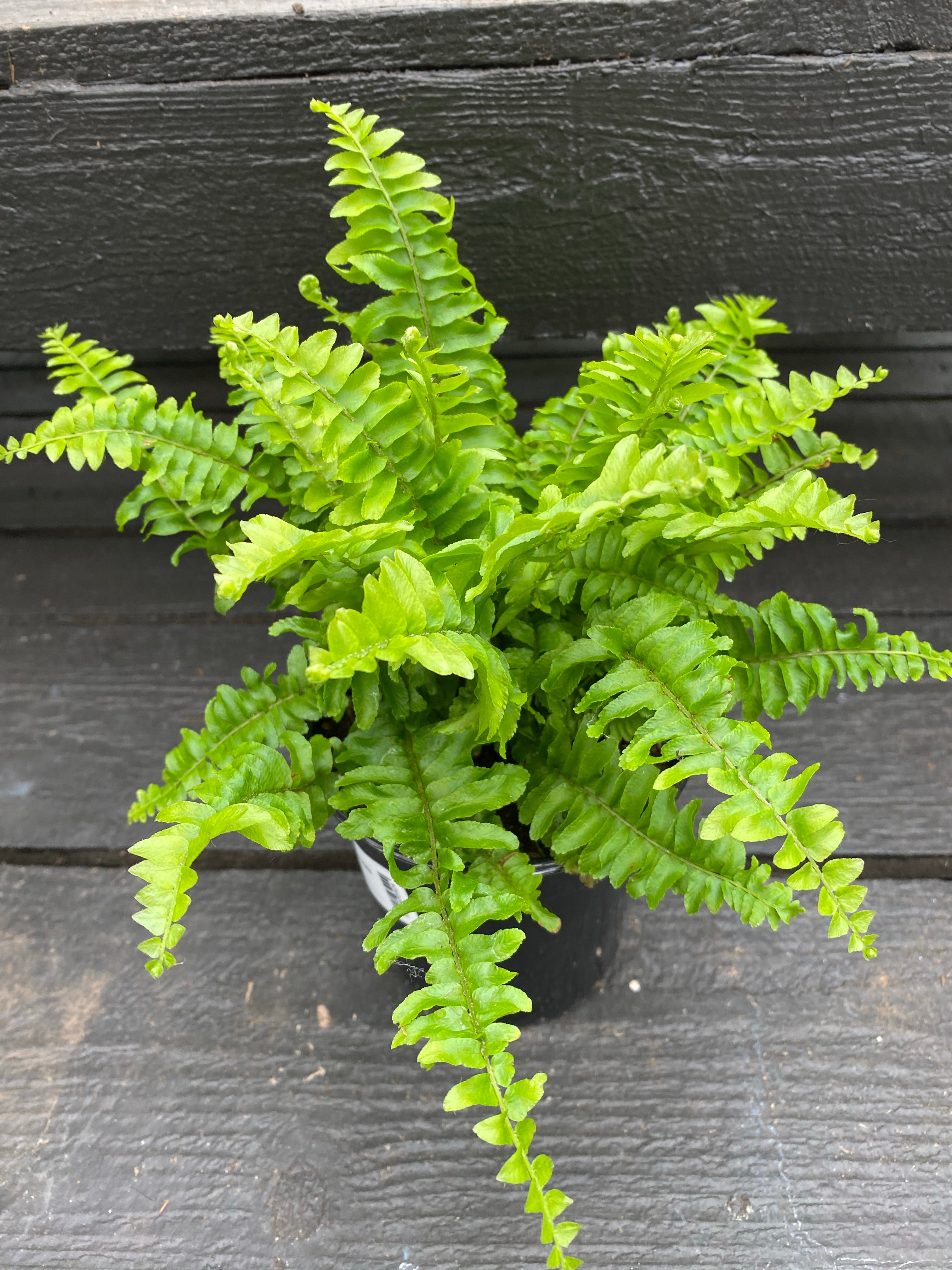 Boston Fern 4”