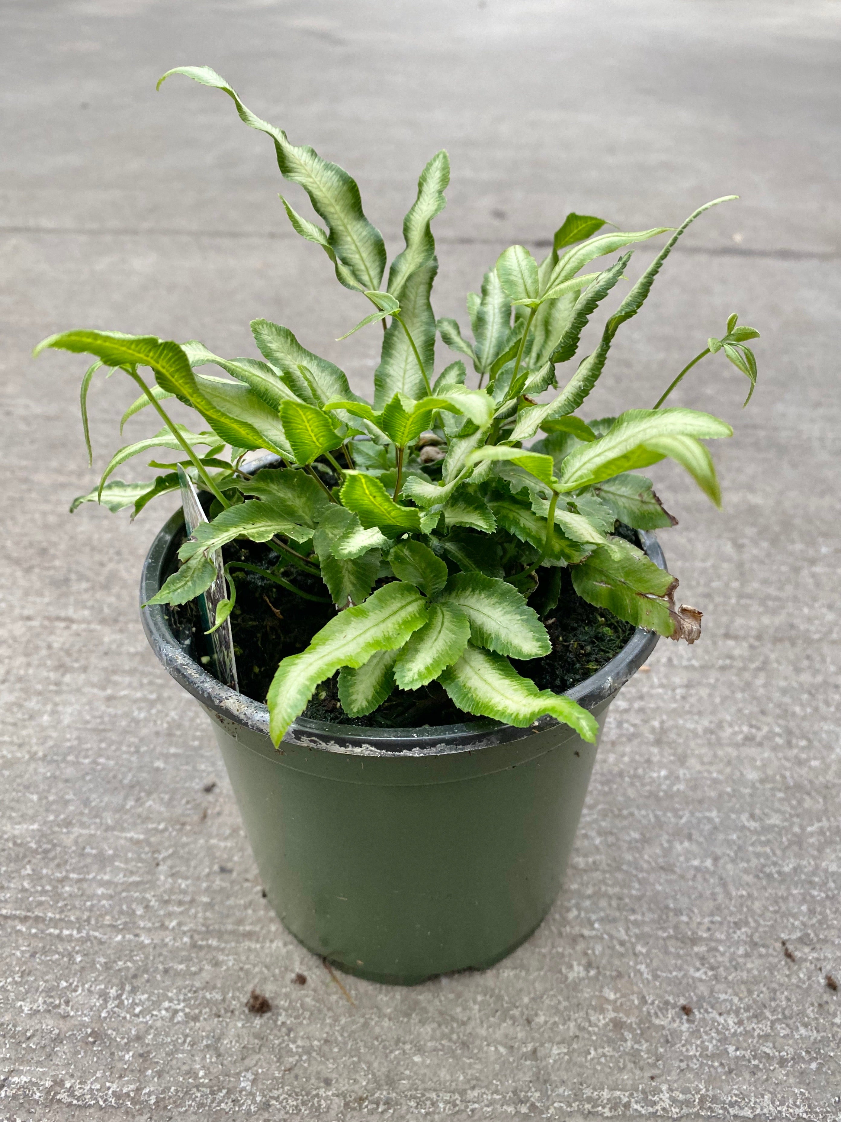 Silver Ribbon Pteris Fern 4”