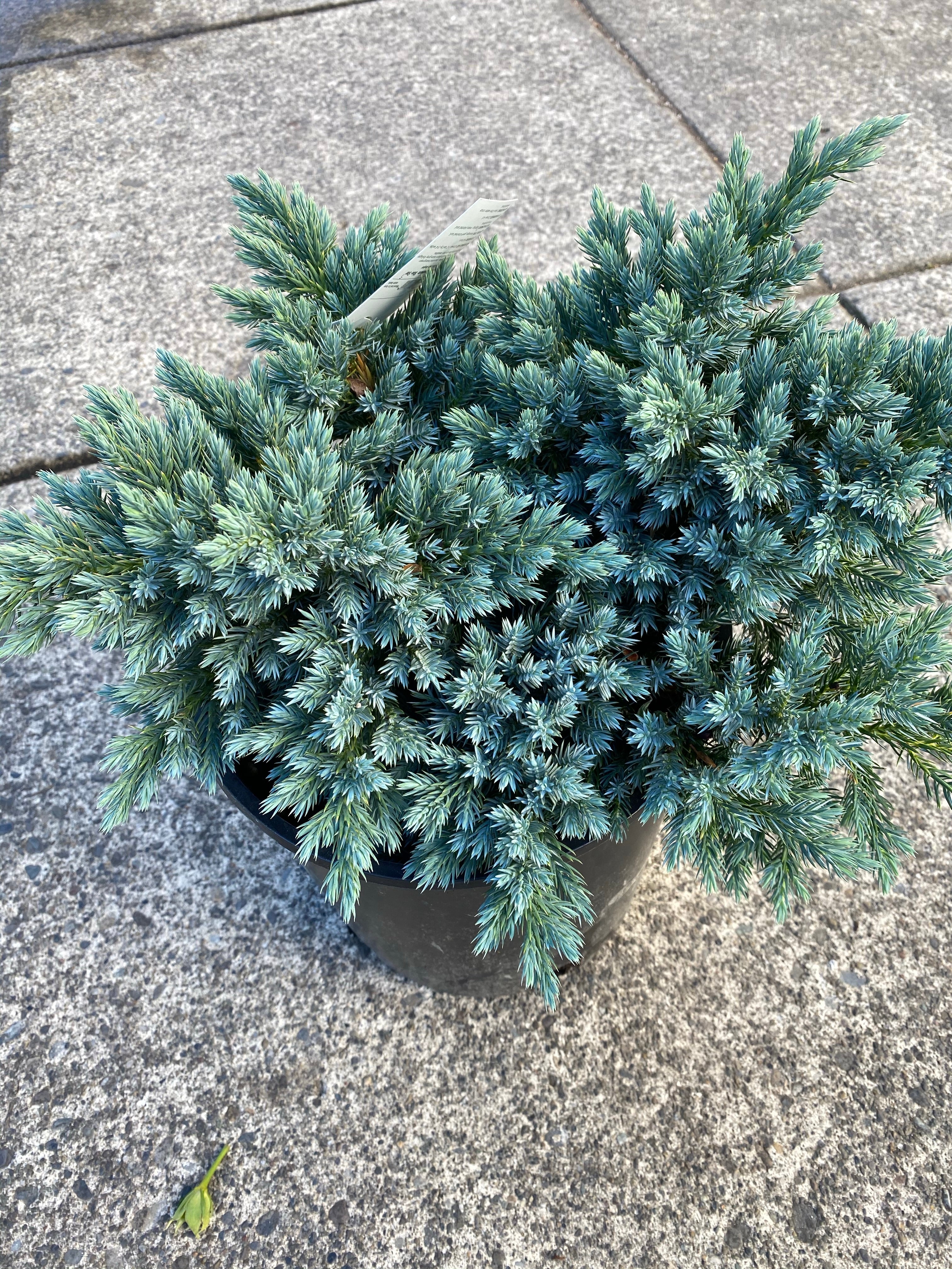 Juniper ‘Blue Star’