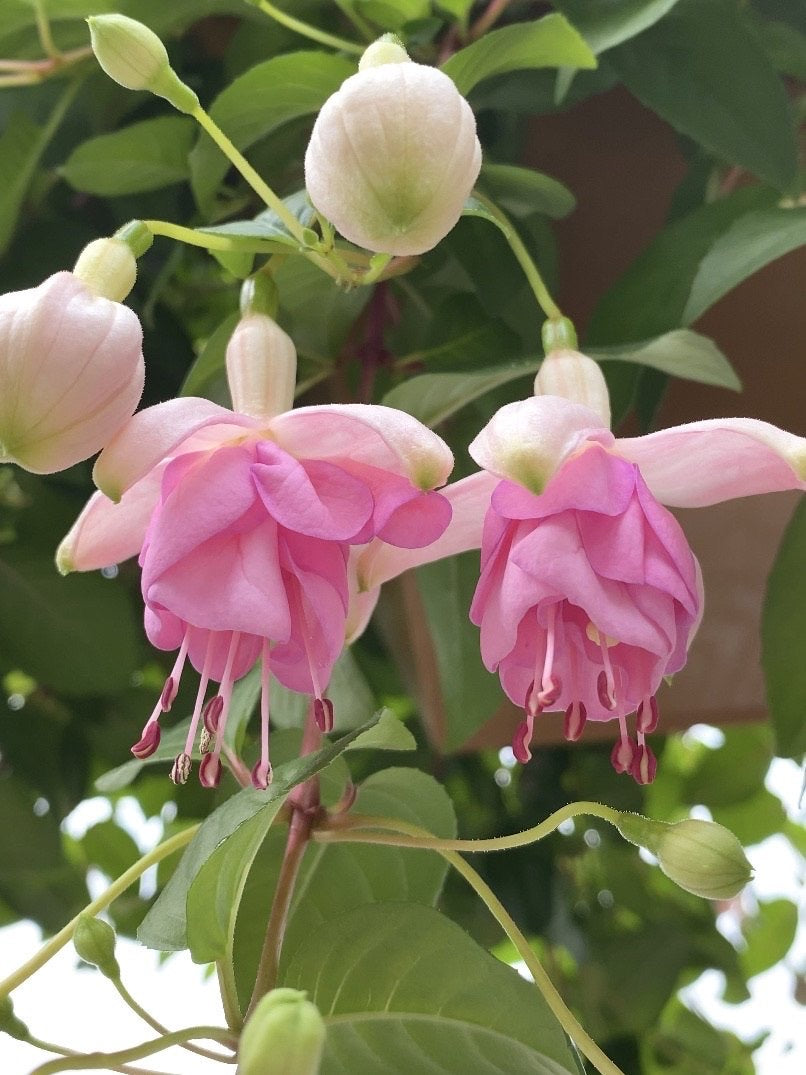 Fuchsia Basket | Pink Lena