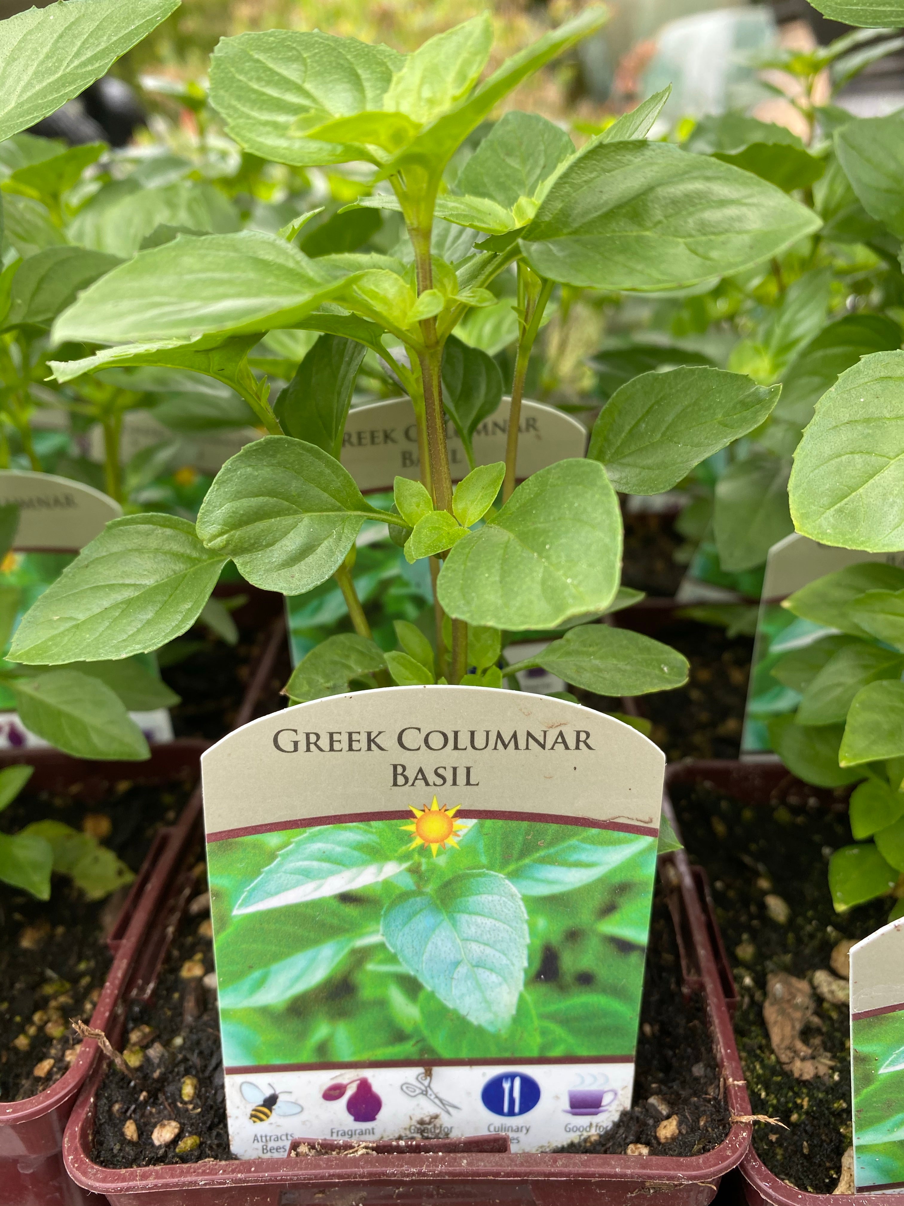 Basil Greek Columnar 4”