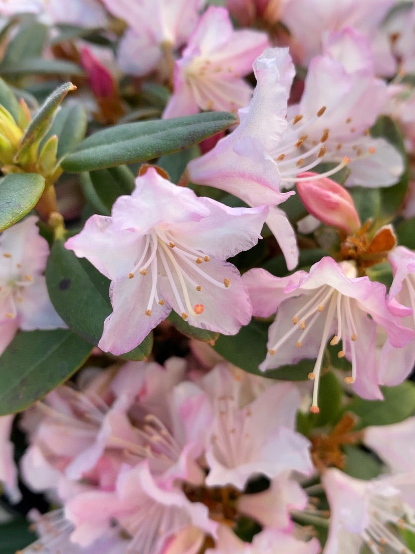 Rhododendron ‘Ginni Gee’