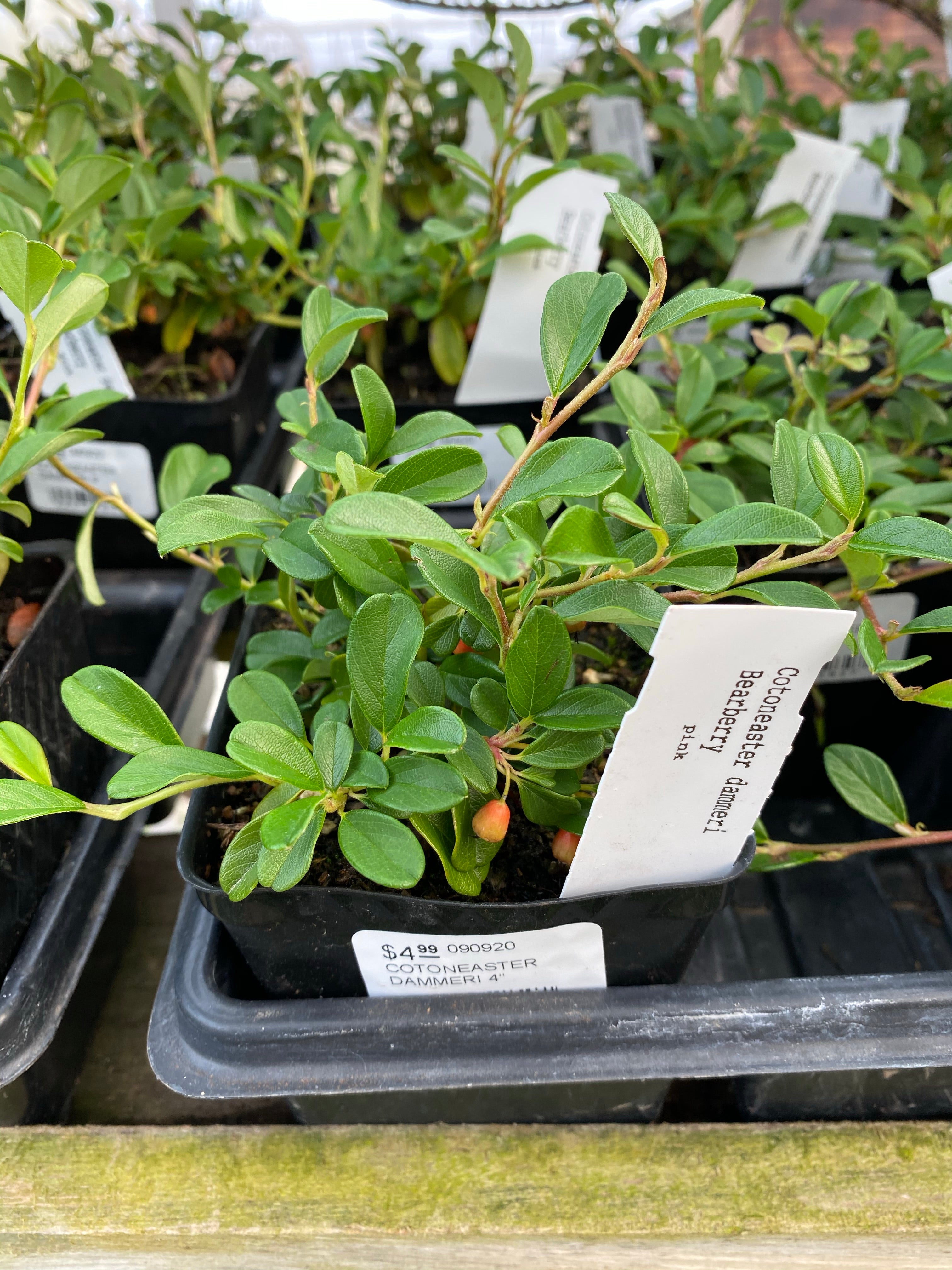 Cotoneaster Dammeri 4"