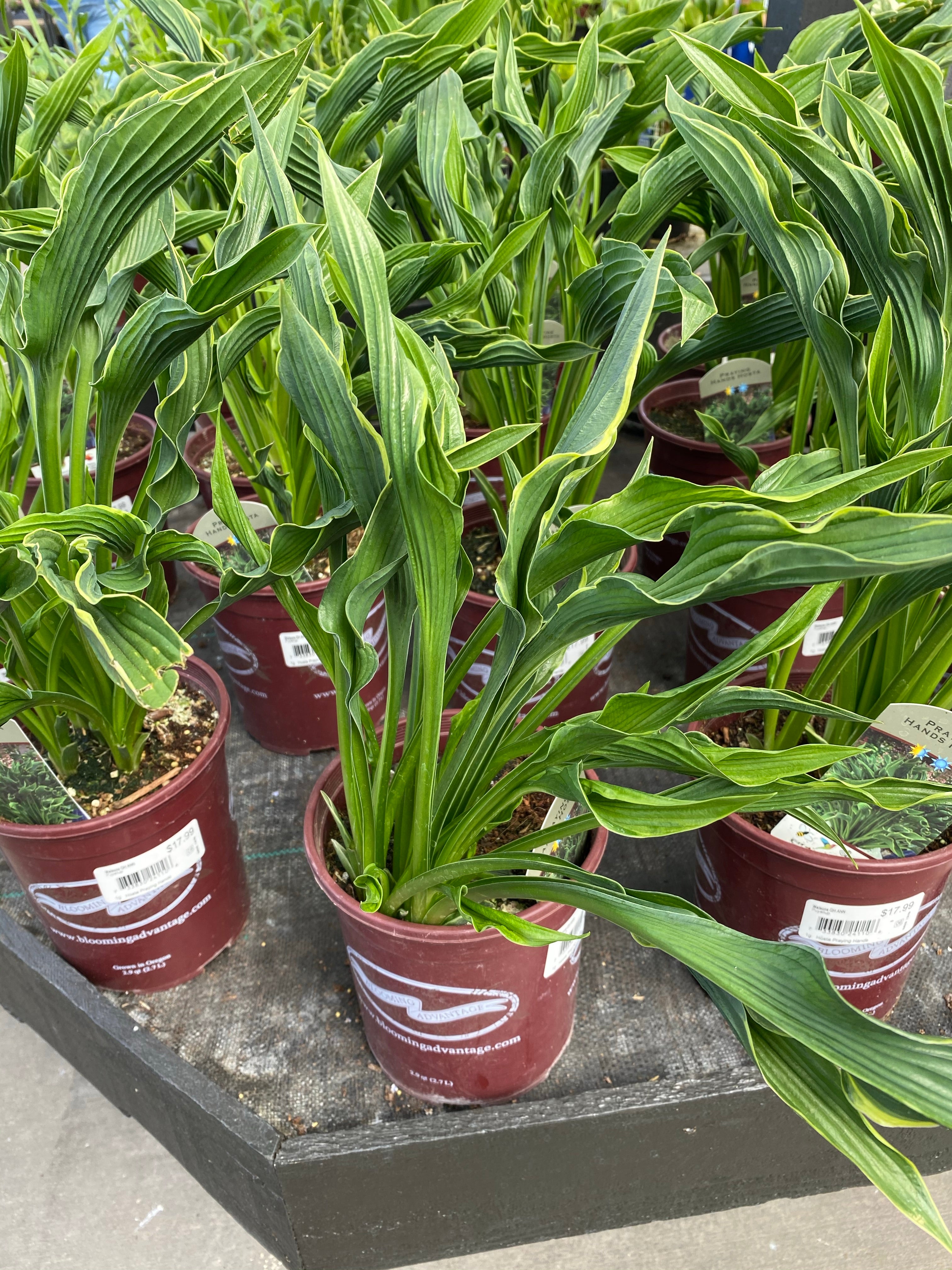 Hosta Praying Hands 1G
