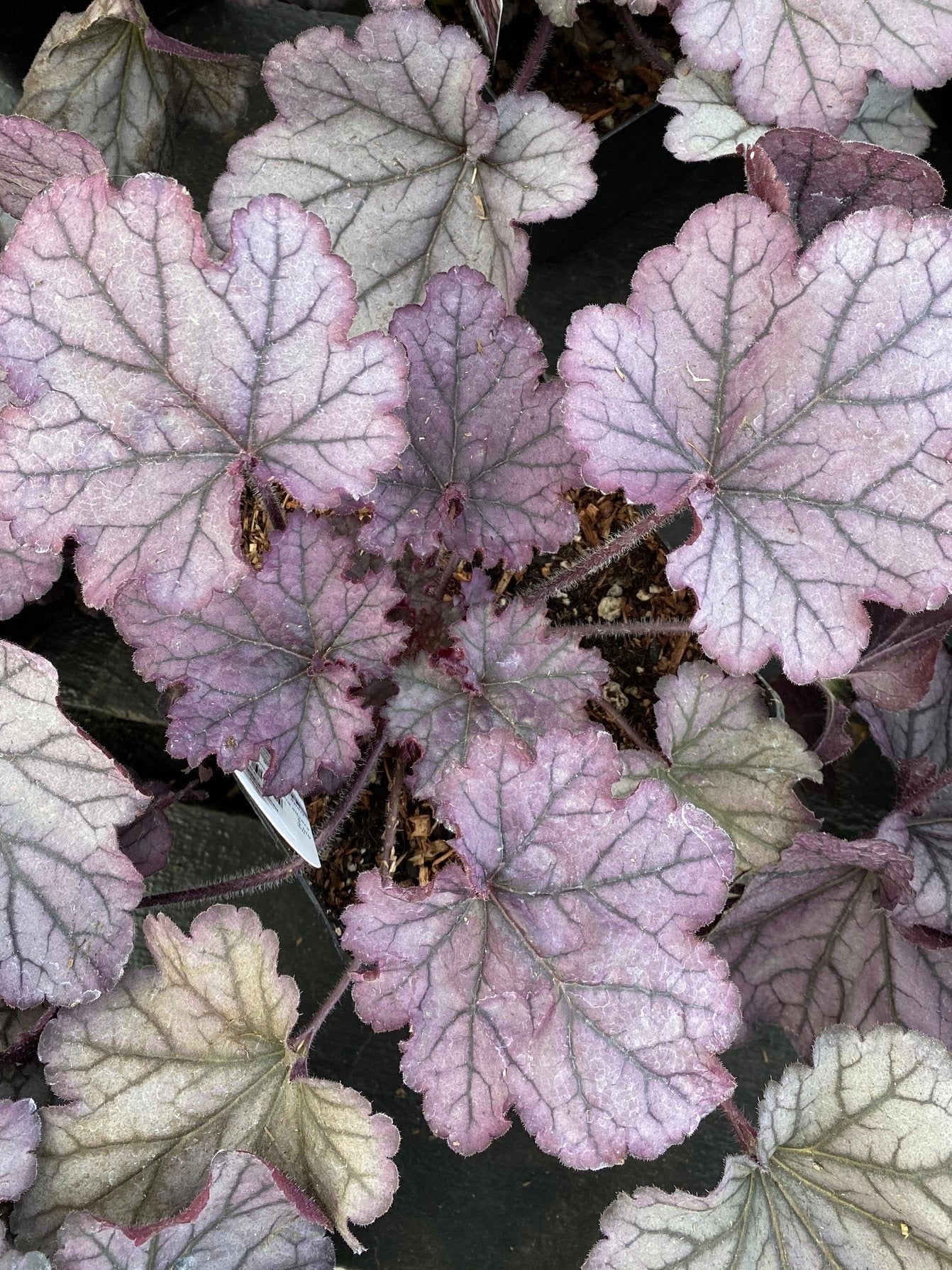 Heuchera Spellbound