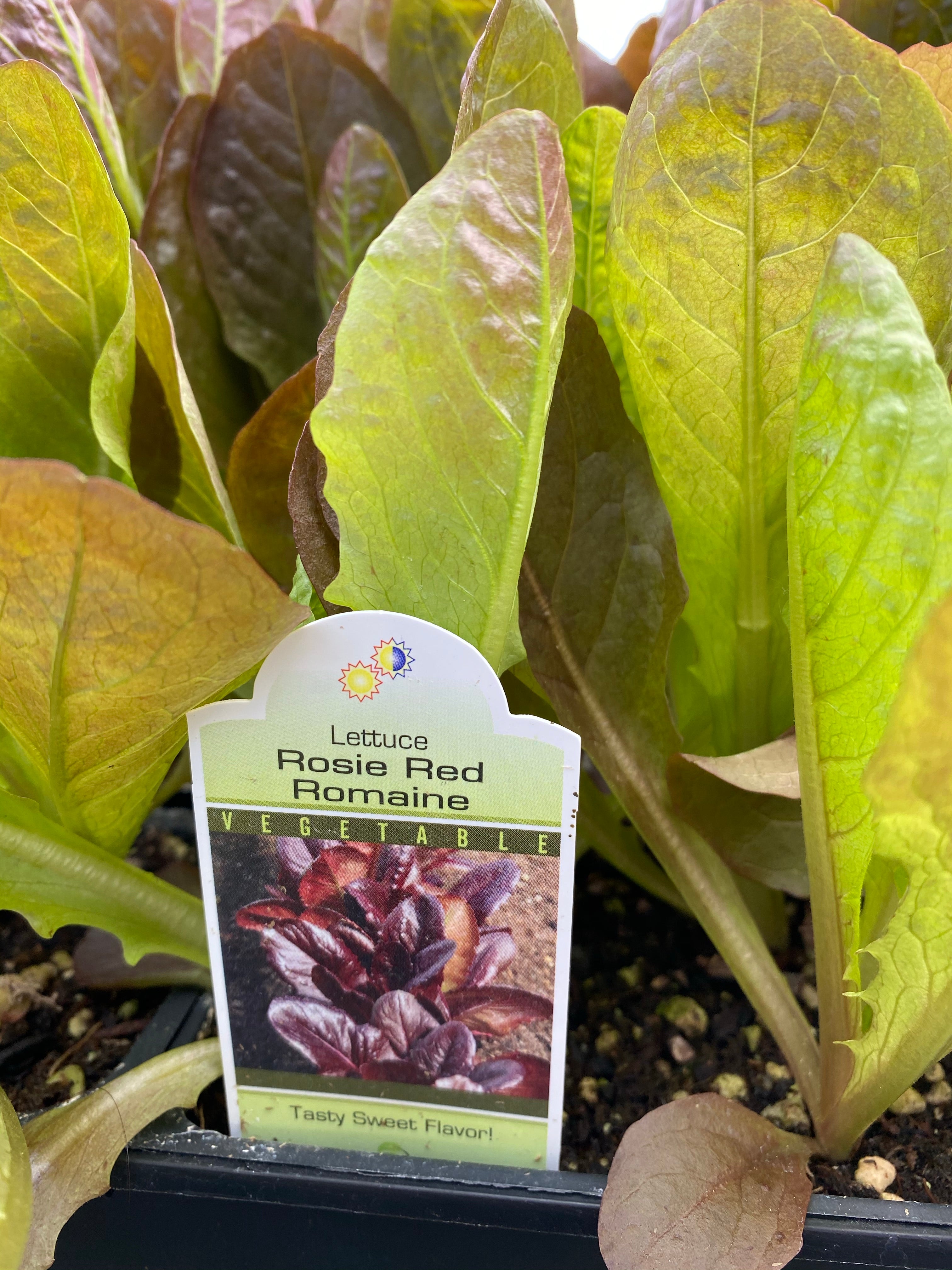 Lettuce Red Romaine Pack