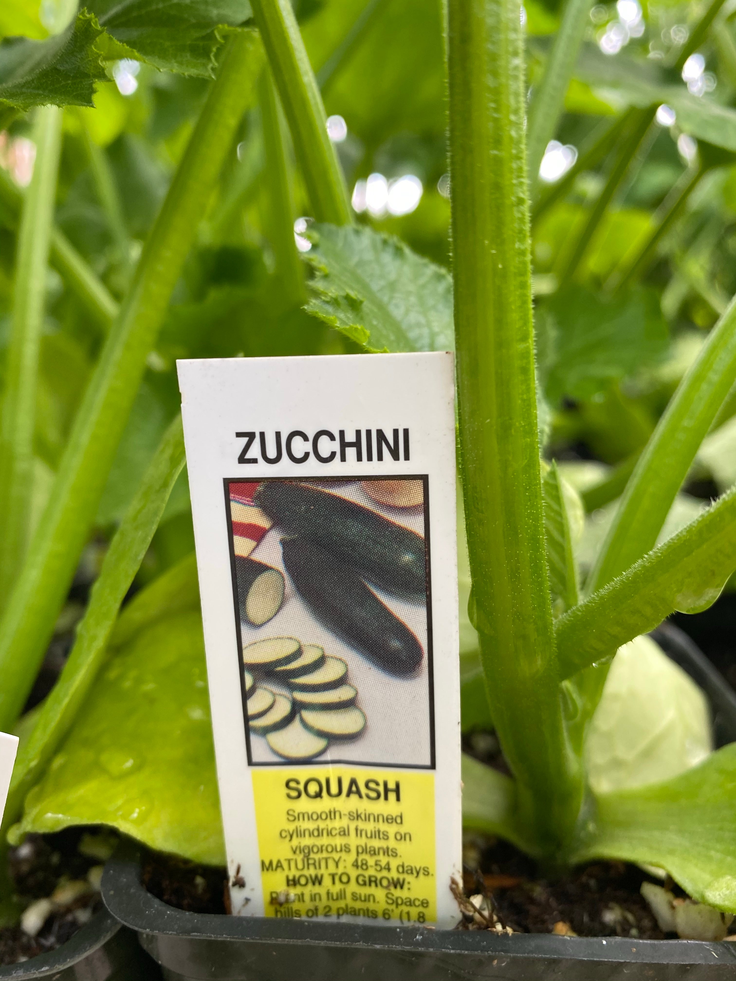 Zucchini 4”