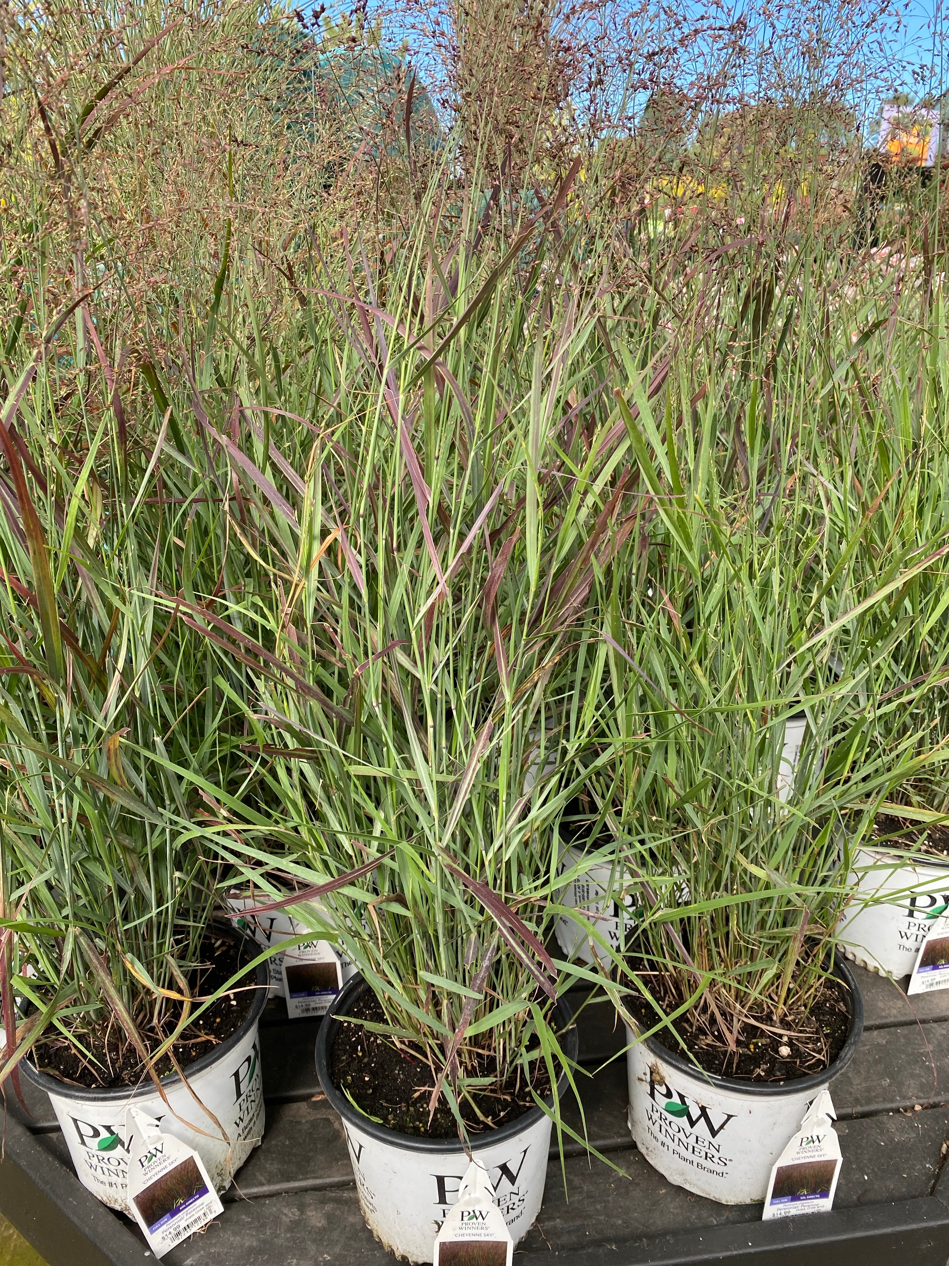 Red Switch Grass ‘Cheyenne Sky’ 1G