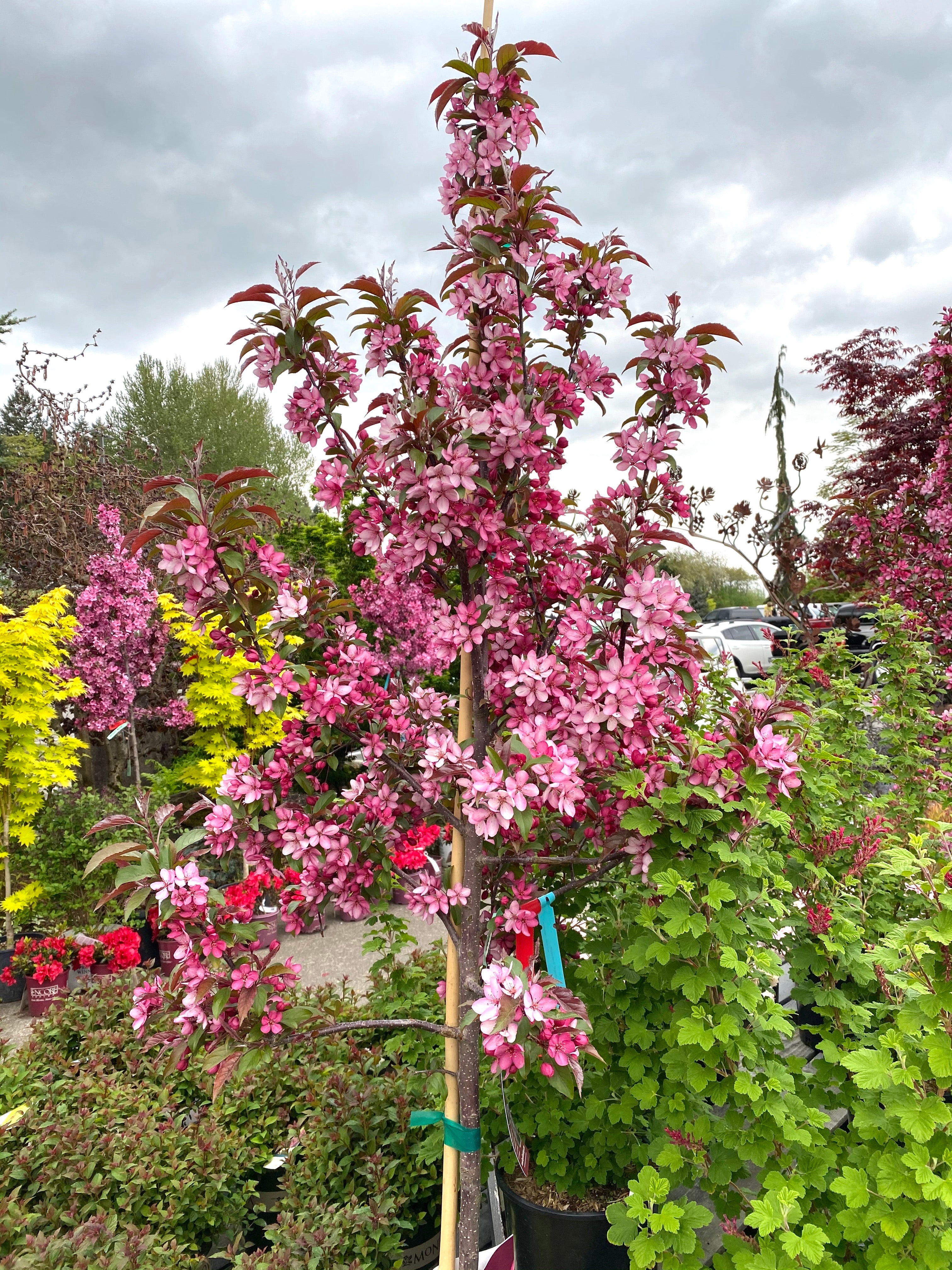 Malus 'Royal Raindrop' | Crabapple