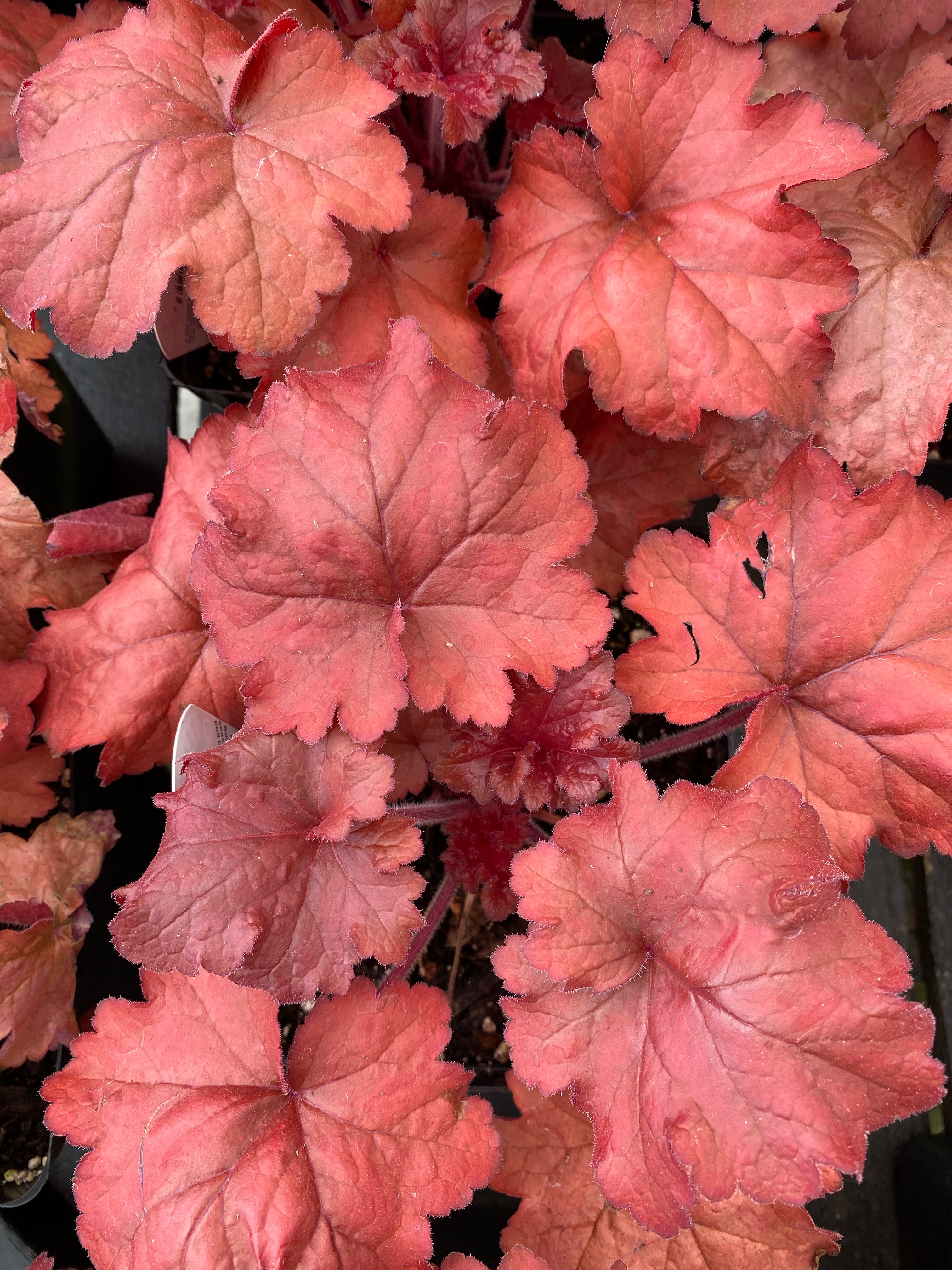 Heuchera 'Fire Alarm'