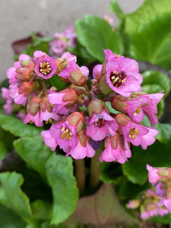 Bergenia Magic Giant 1G