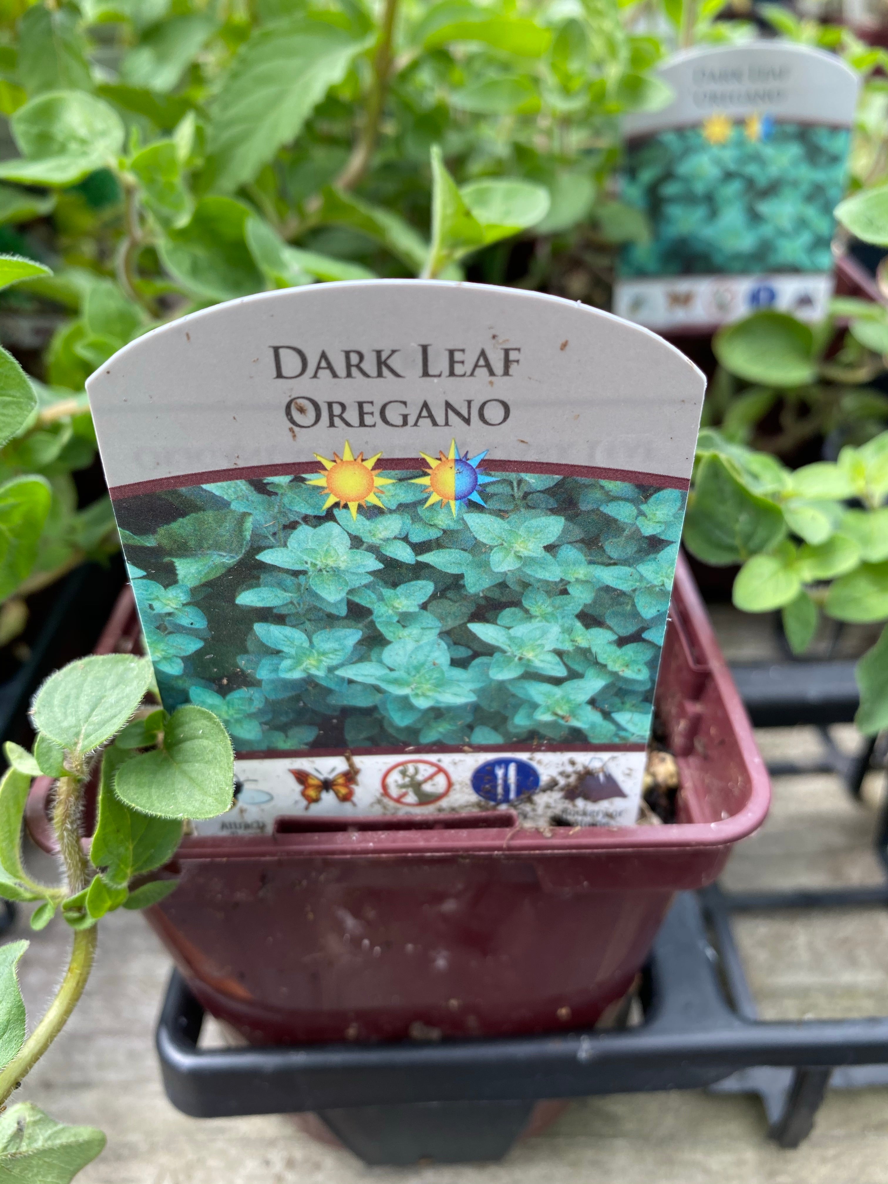 Oregano Dark Leaf 4”