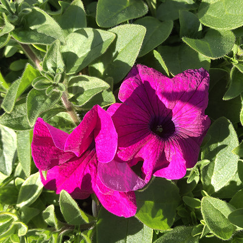 Petunia Surfinia®️ Giant Purple 4”