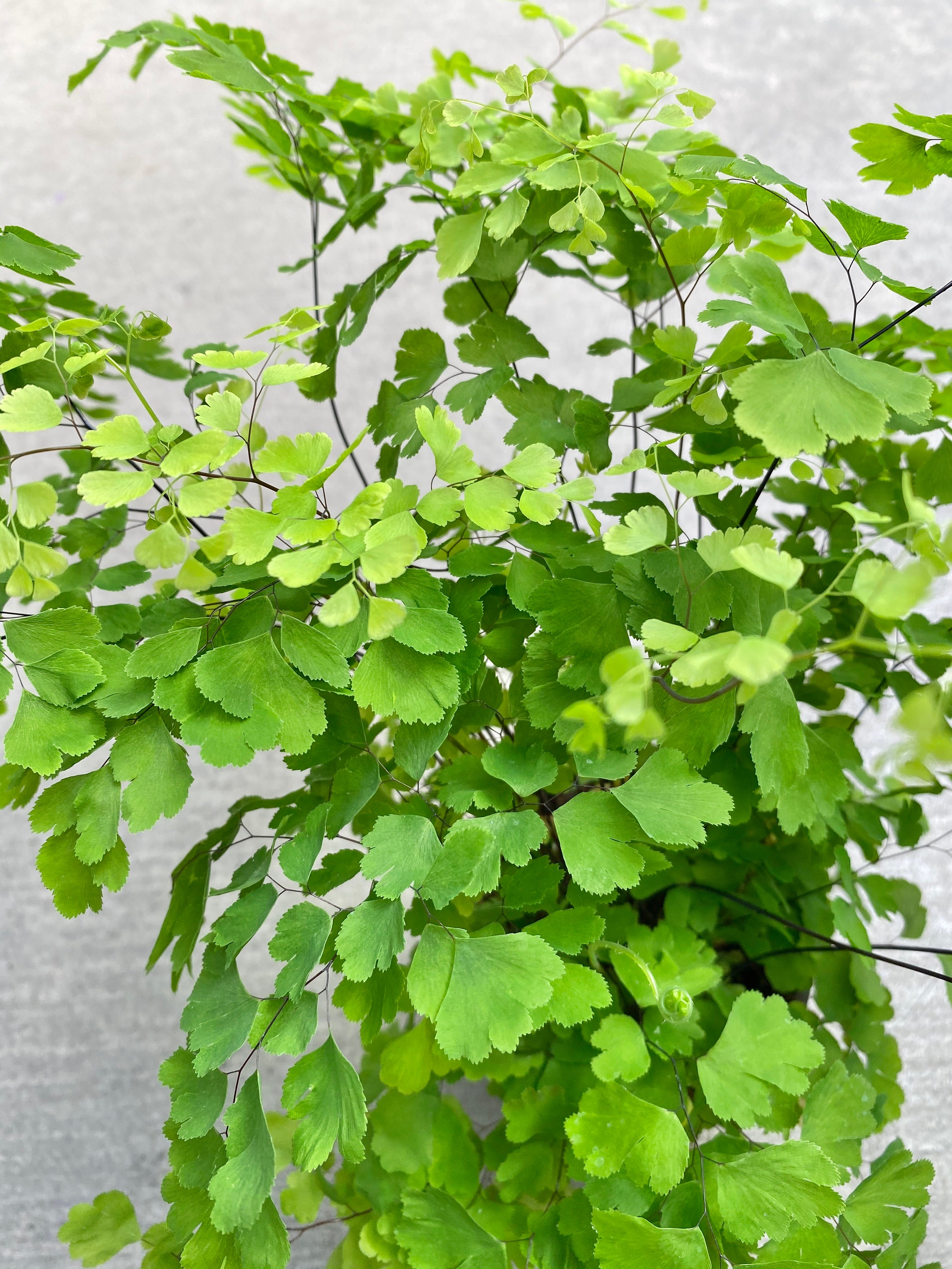 Maidenhair Fern 4”