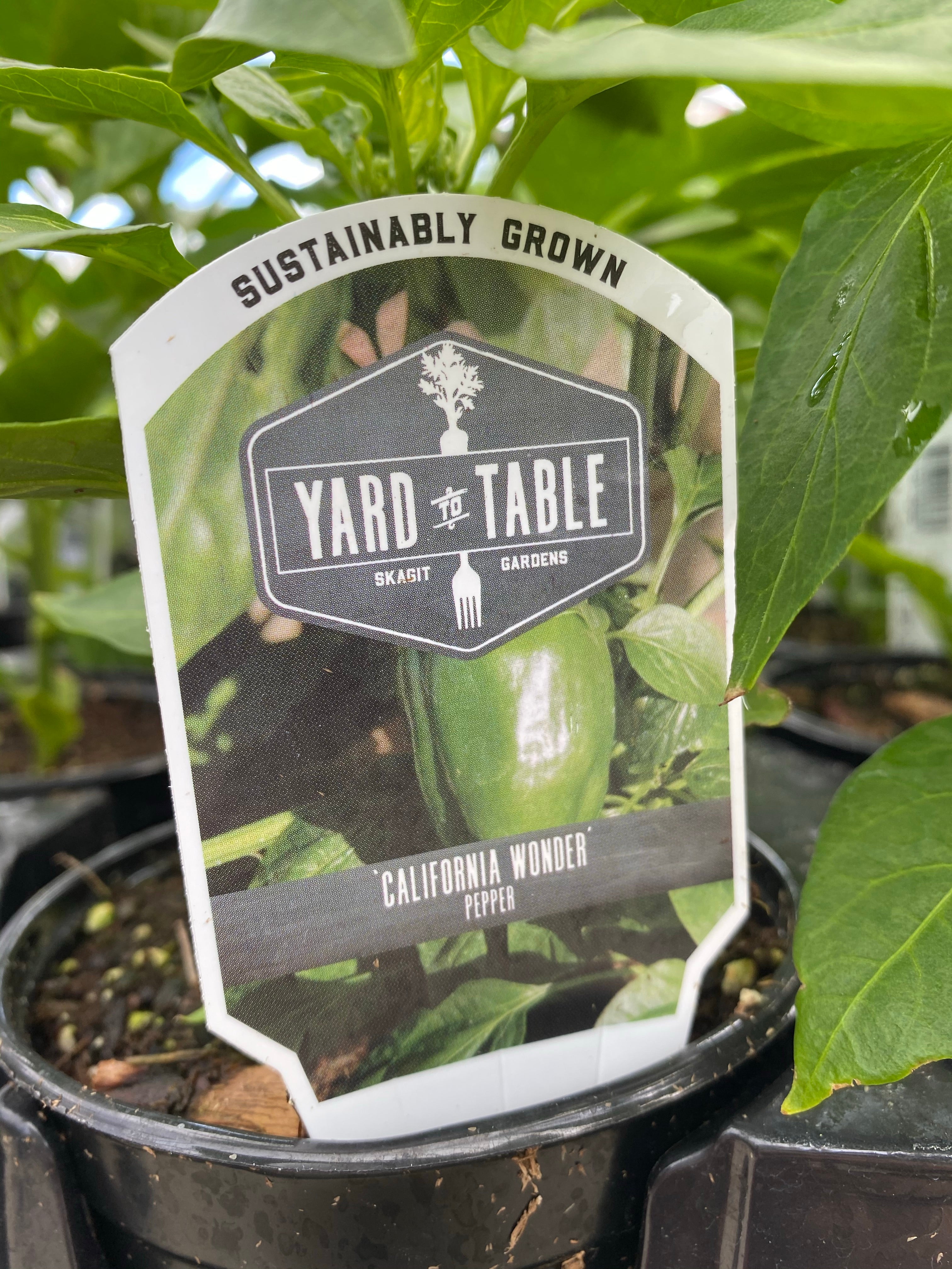 Bell Pepper Green ‘California Wonder’