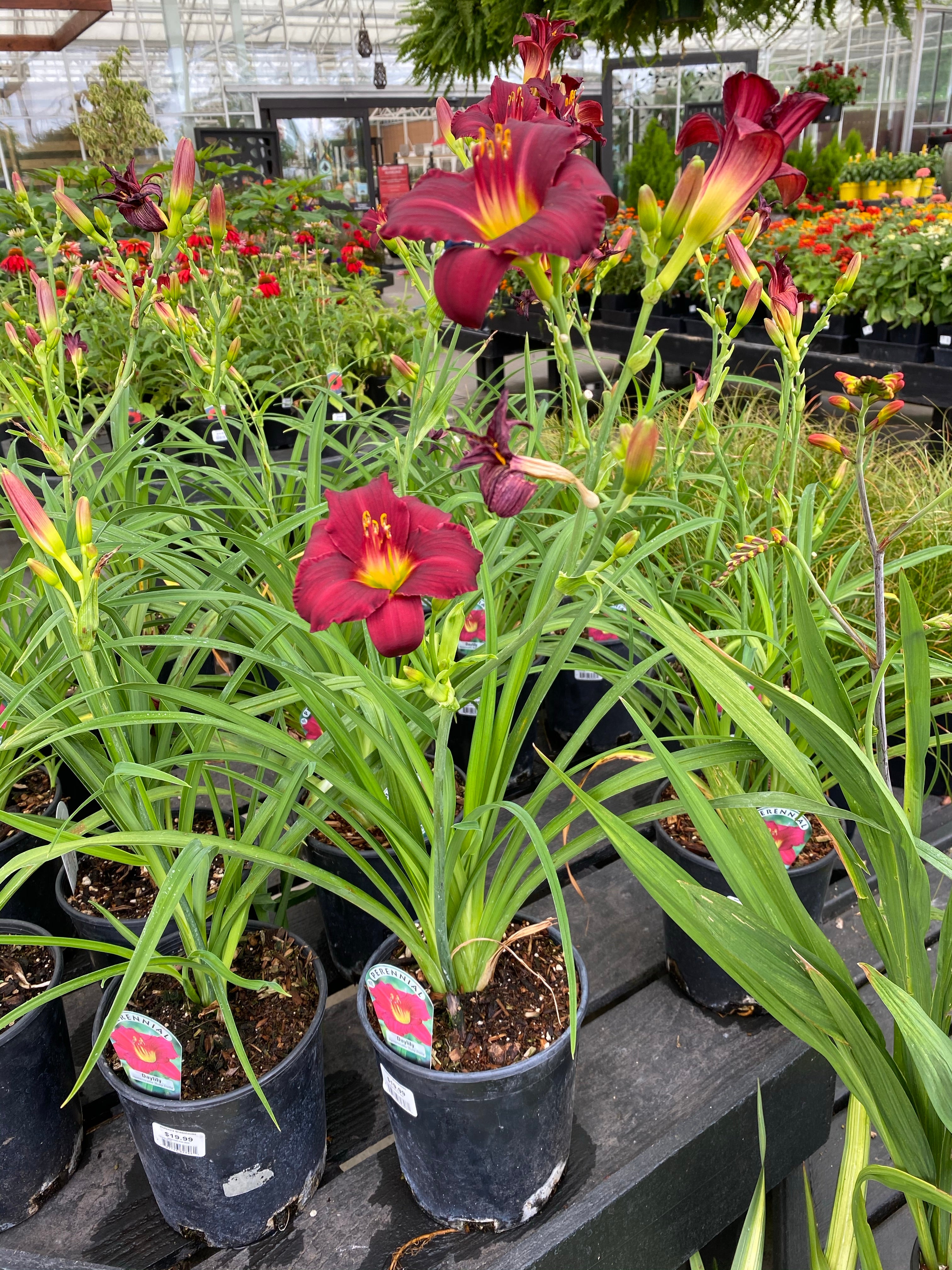 Daylily ‘Ruby Stella’ 1G