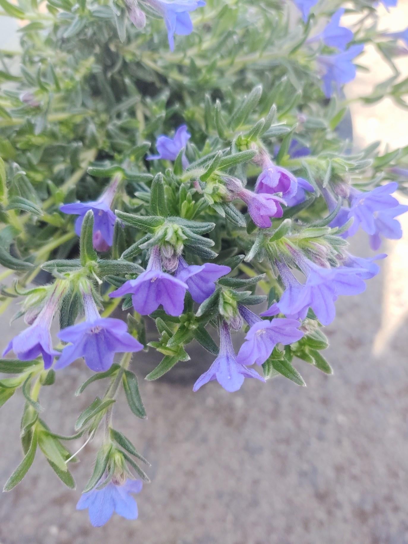 Lithodora Grace Ward