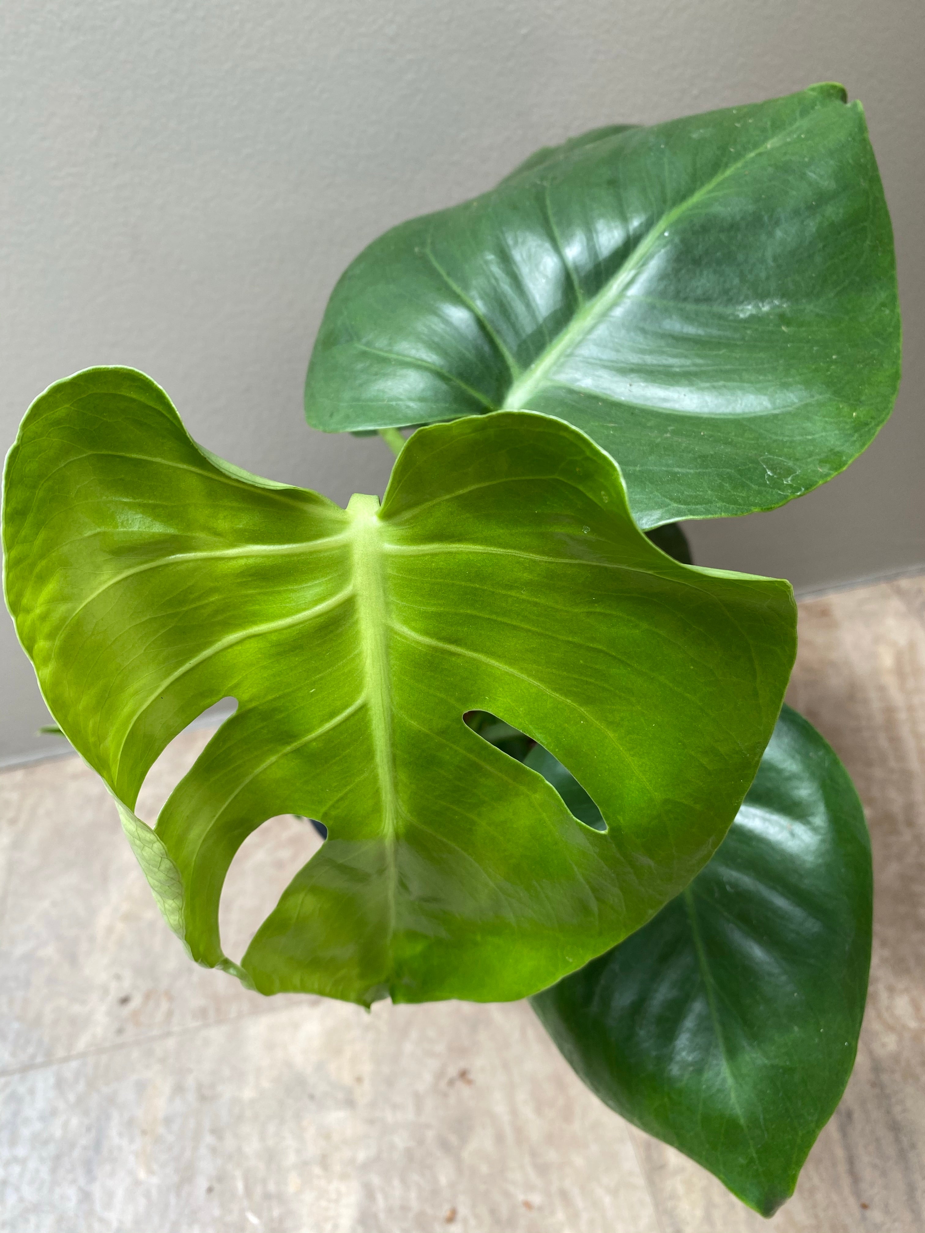 Monstera Split Leaf Philodendron 6”