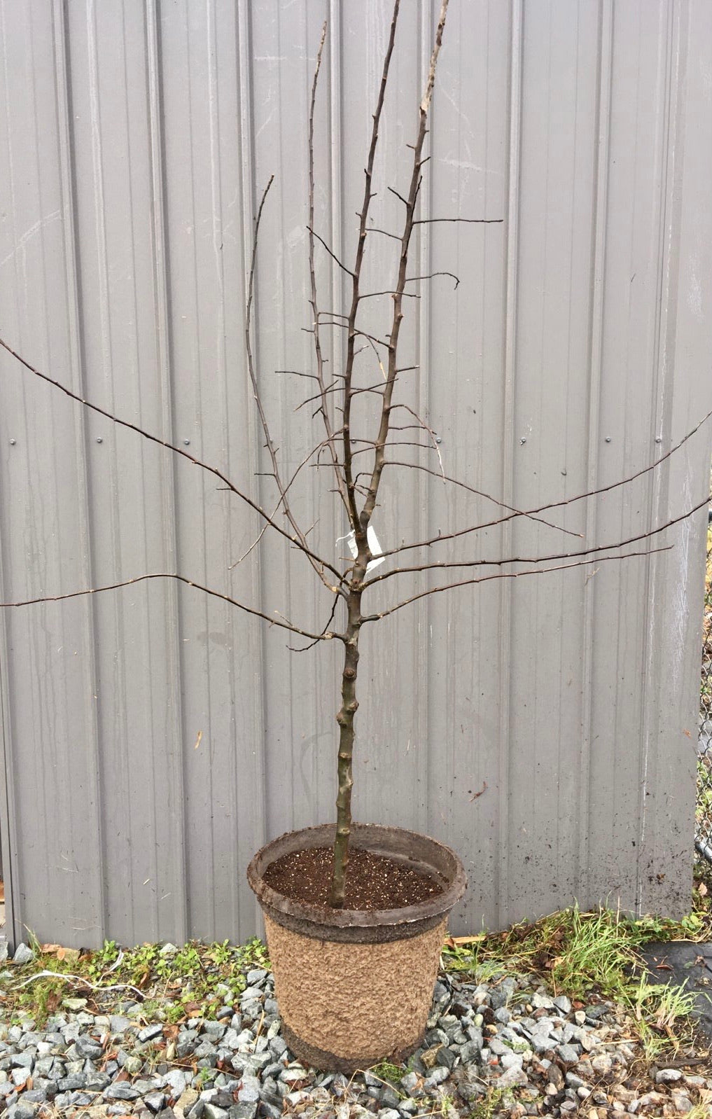 Plum 4-in-1 Combination