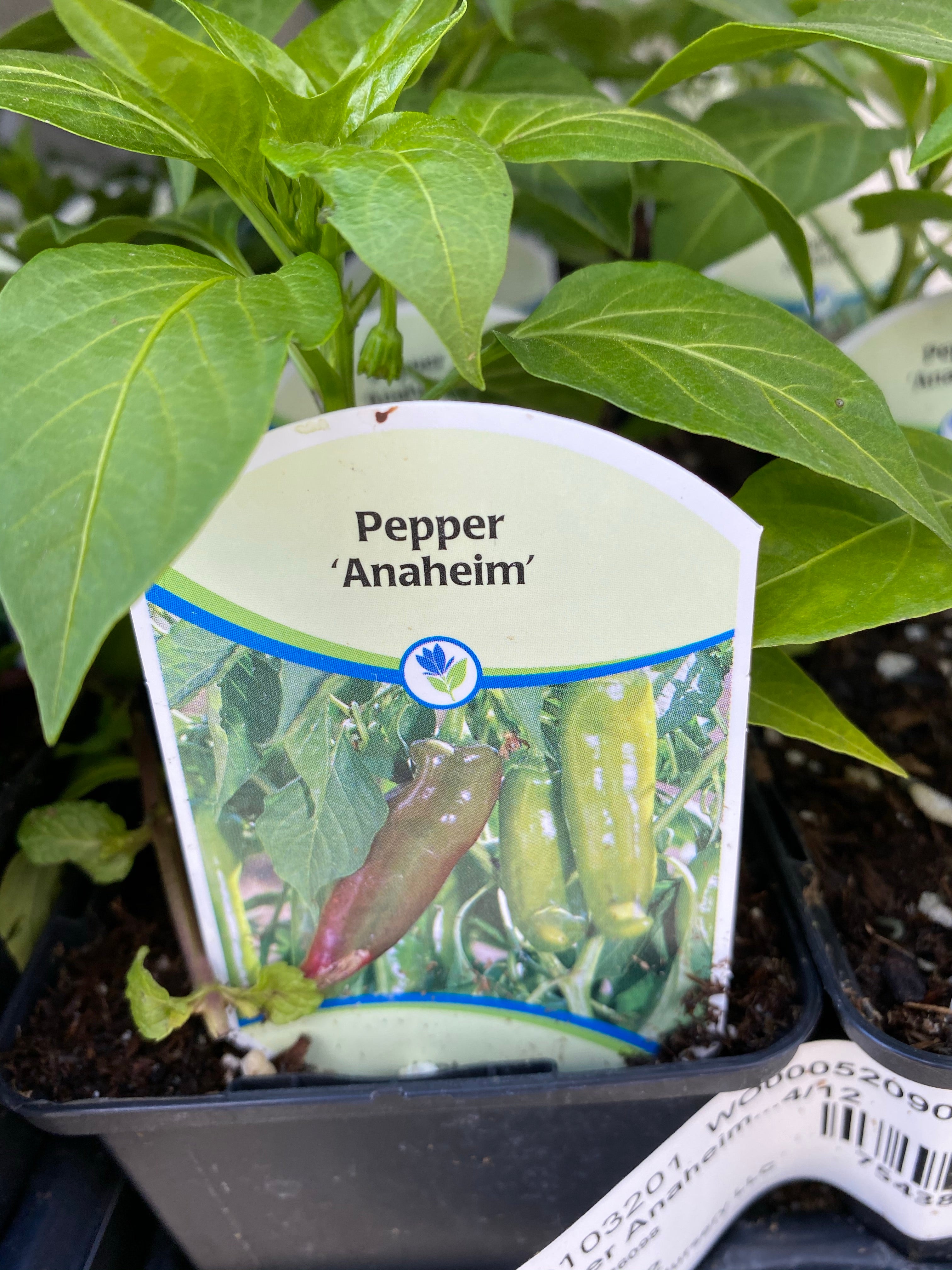 Watson's Greenhouse 