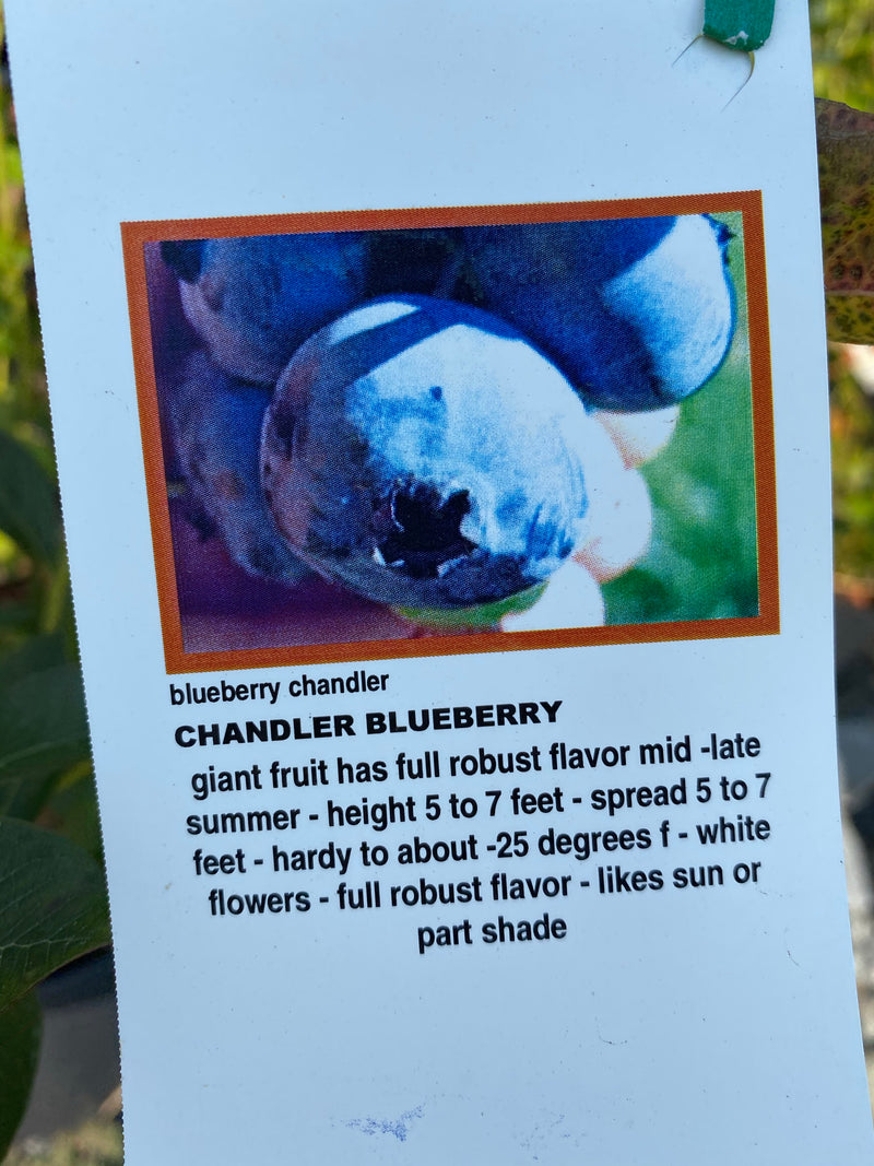 Blueberry ‘Chandler’