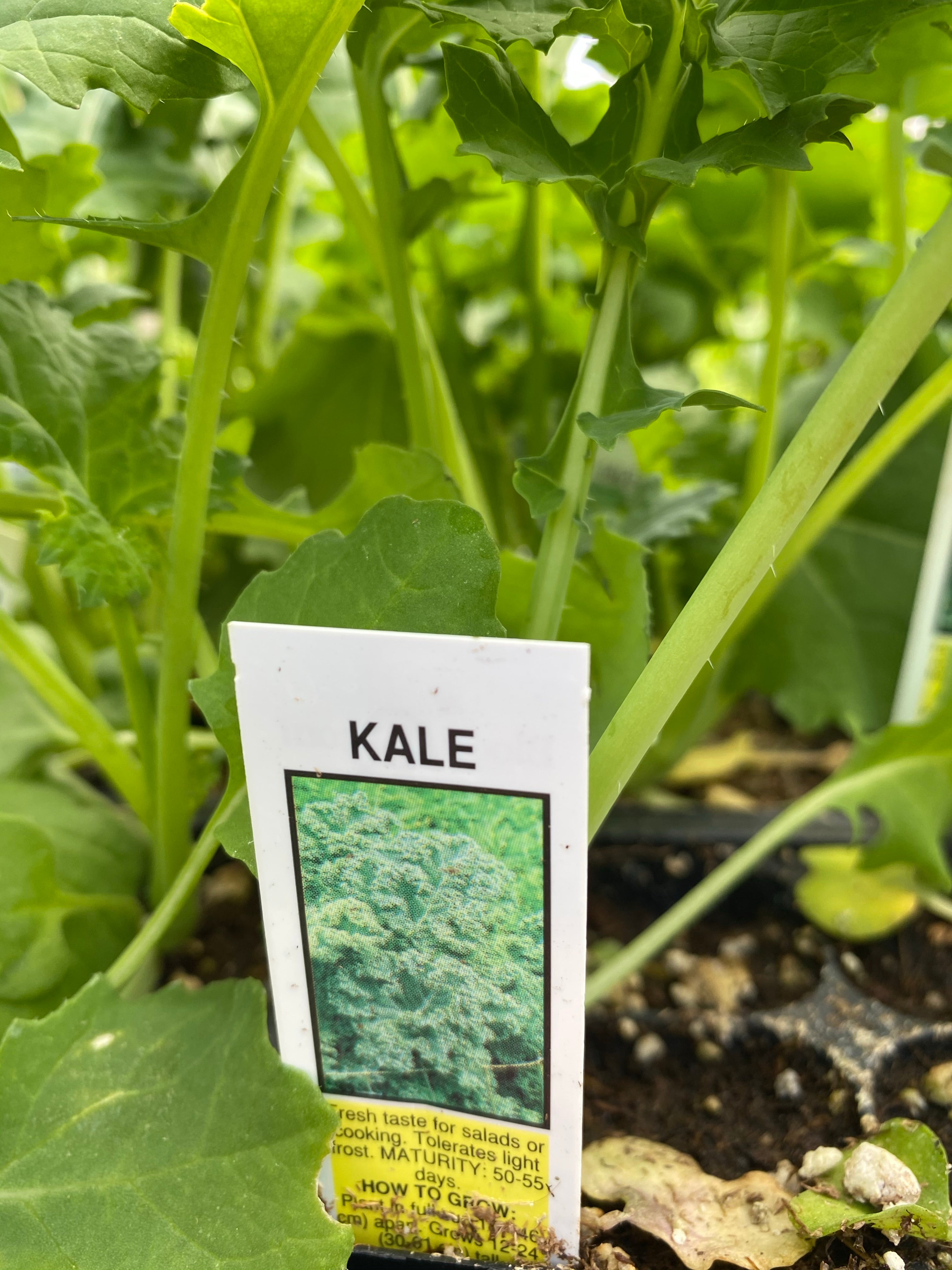 Kale Pack