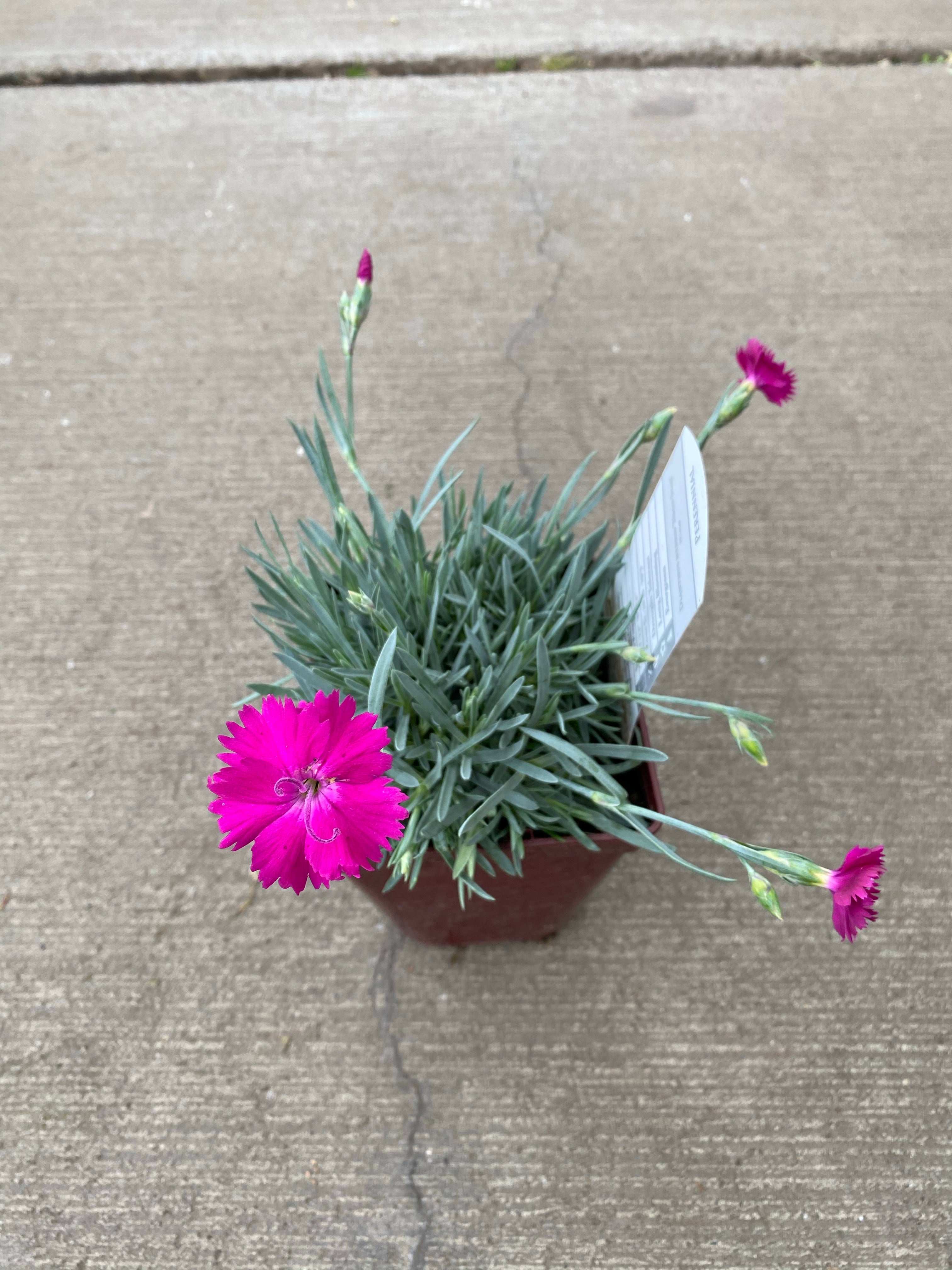 Dianthus Neon Star Qt.