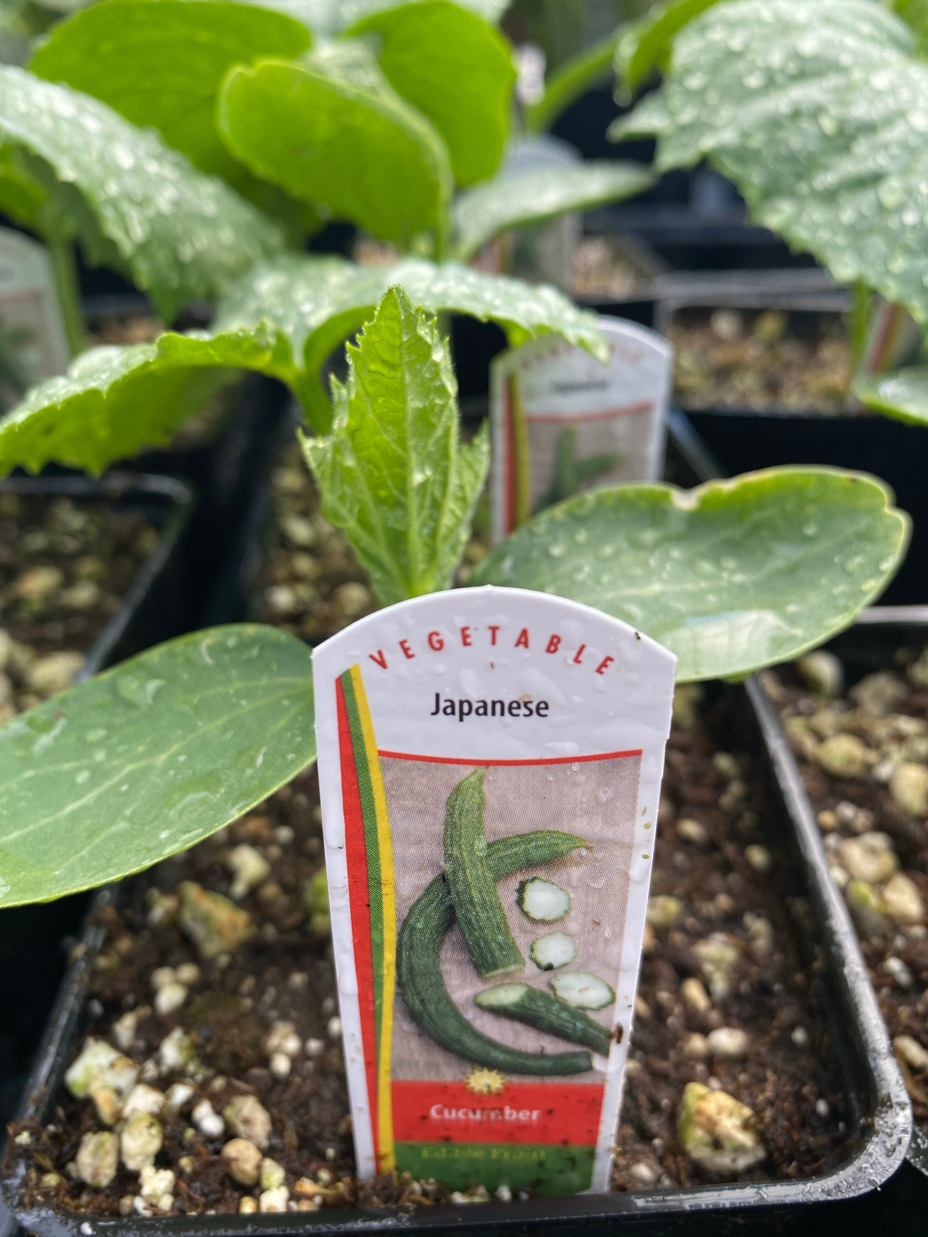 Watson's Greenhouse 