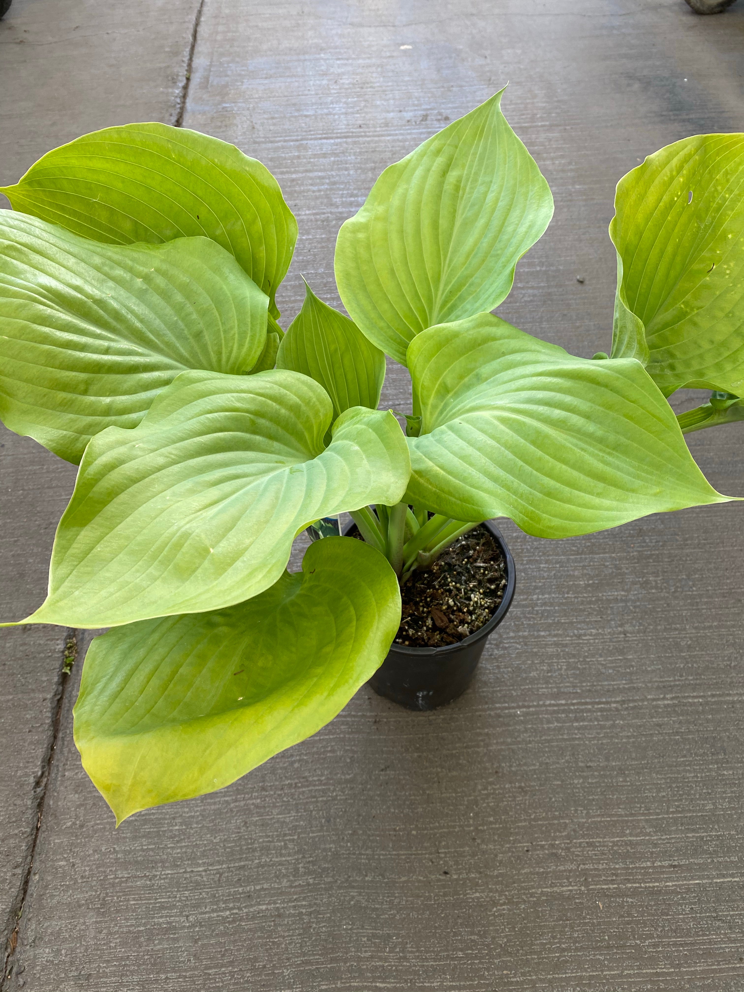 Hosta 'Sum and Substance' 1G