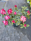 Rhododendron 'President Roosevelt' 2G