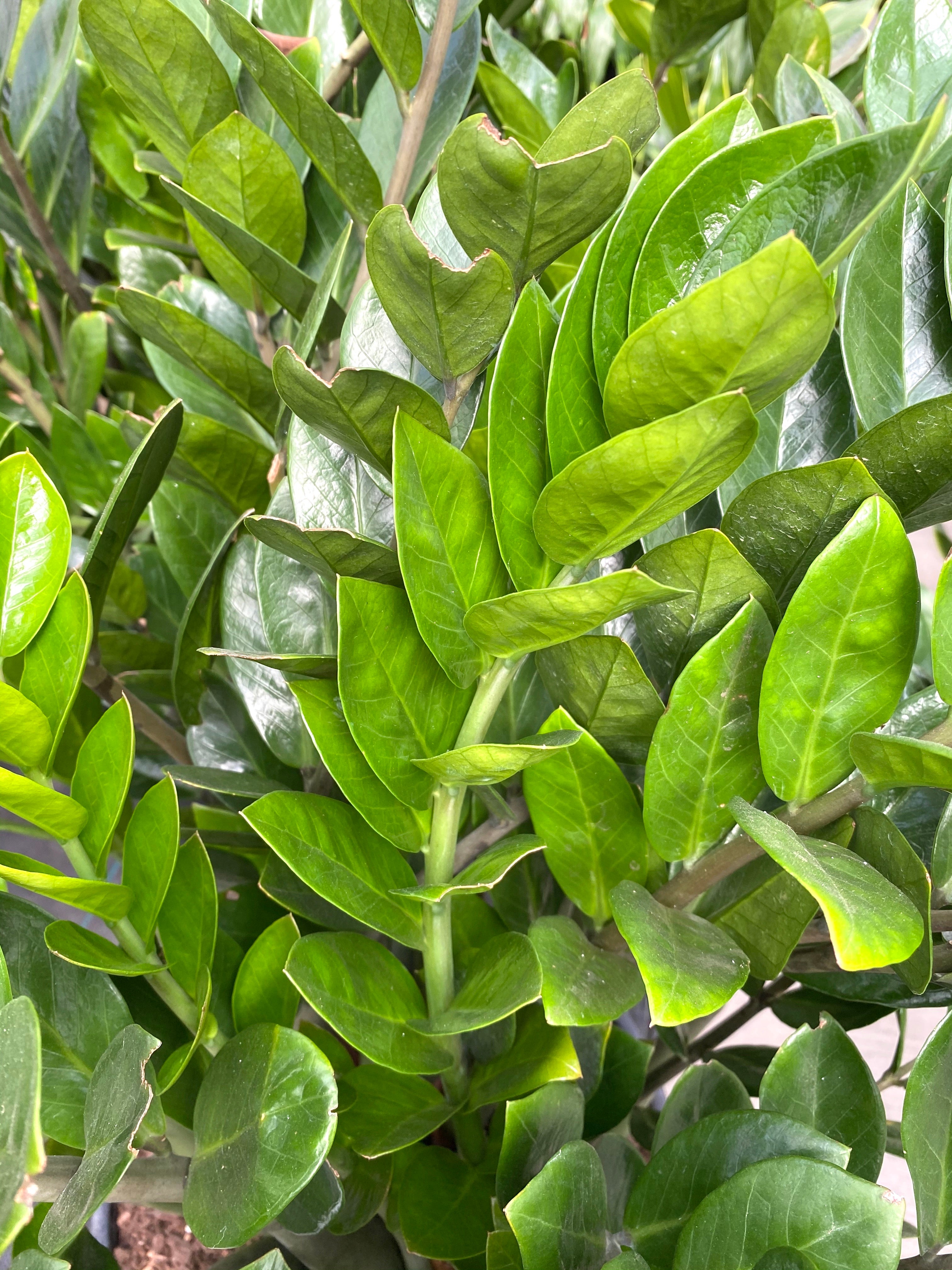 Zamioculcas ZZ Plant