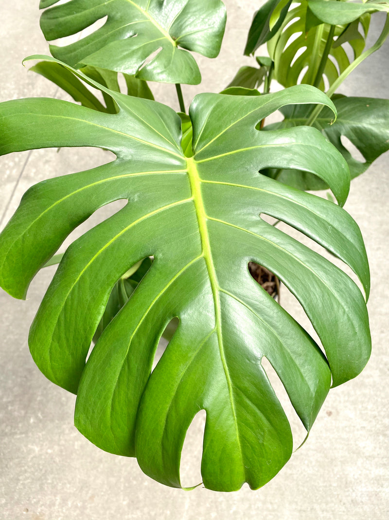 Philodendron Monstera Split Leaf 10”