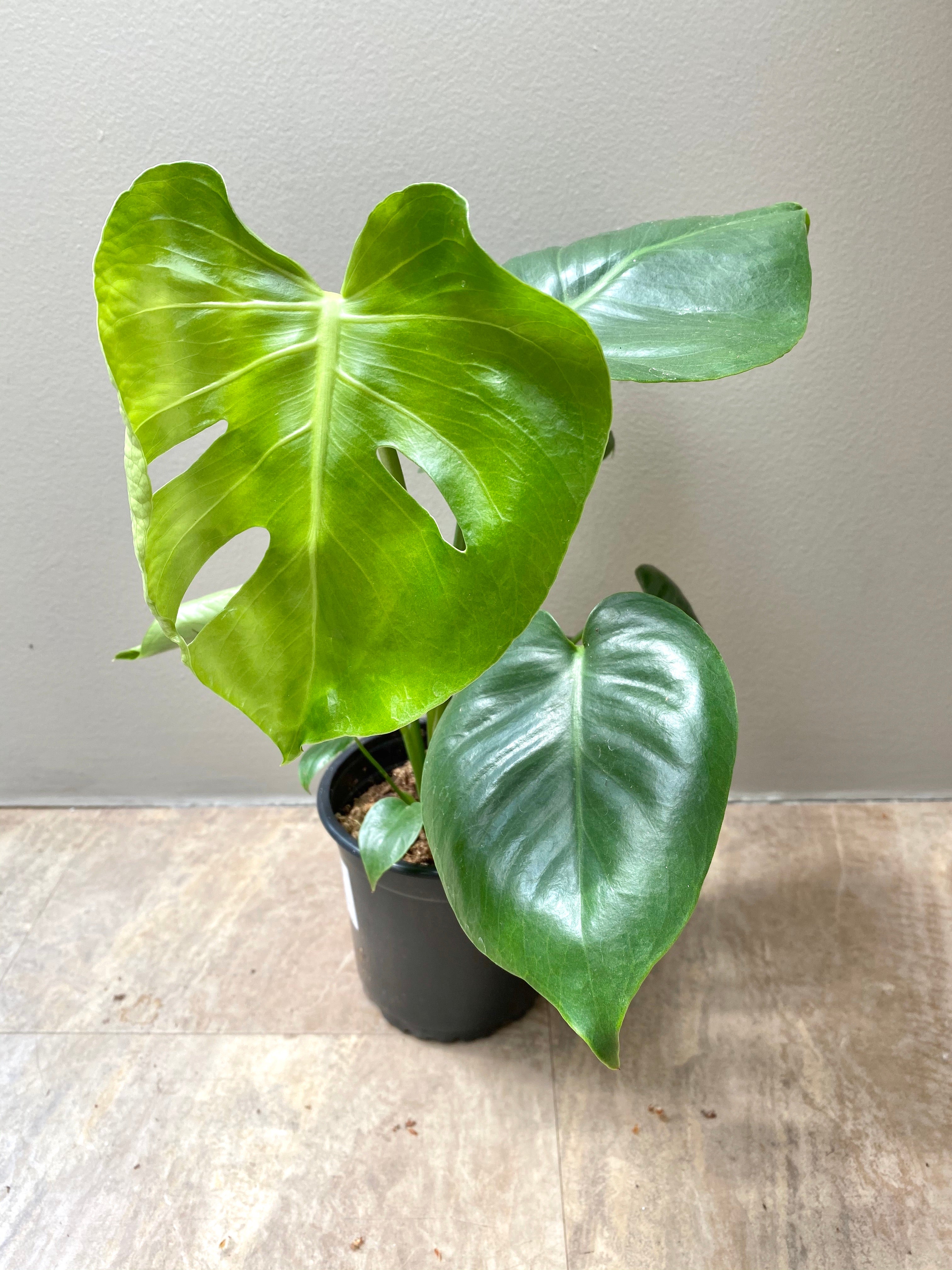 Monstera Split Leaf Philodendron 6”