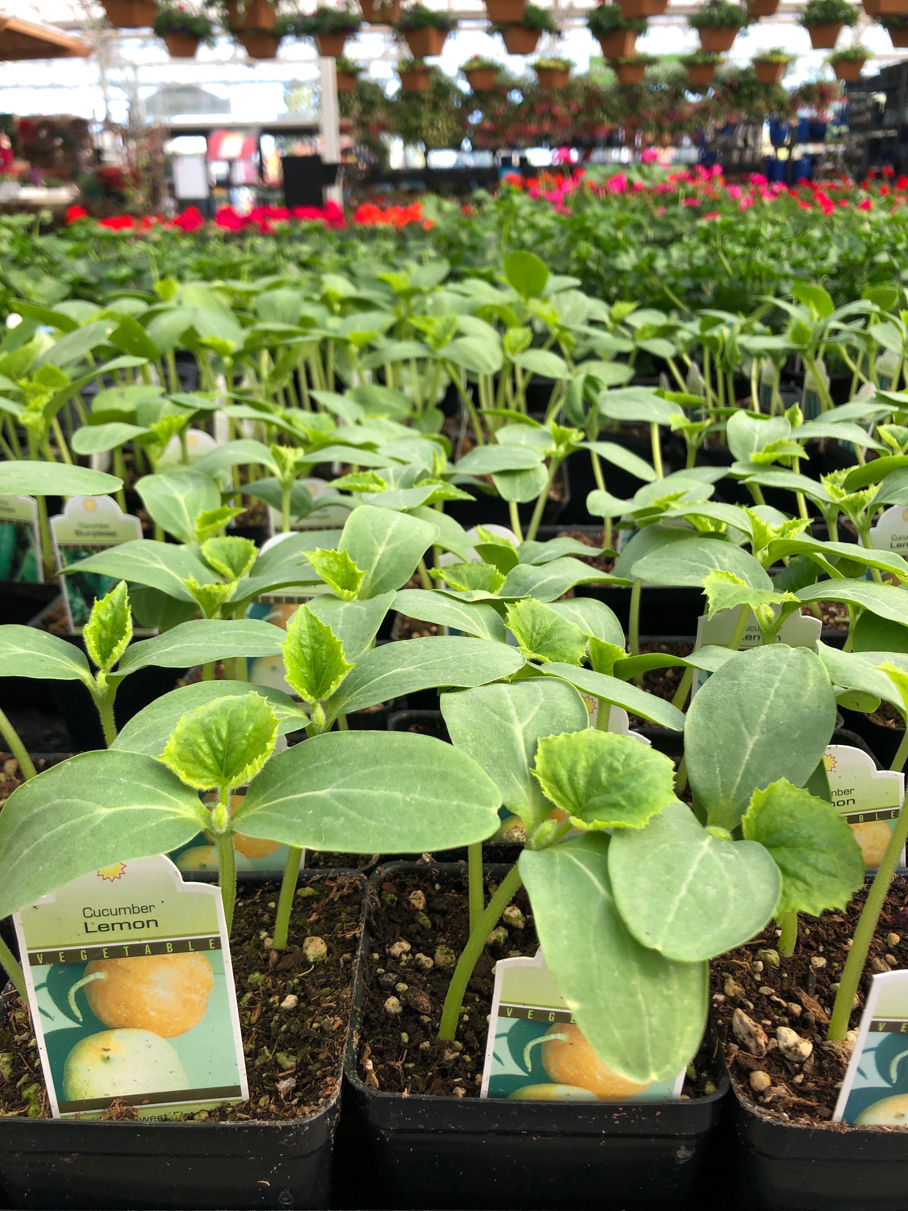 Watson's Greenhouse 