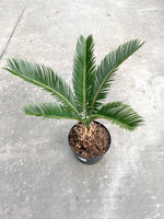 Sago Palm 6”