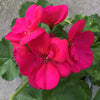 Geranium | Americana® Cherry Rose 4"