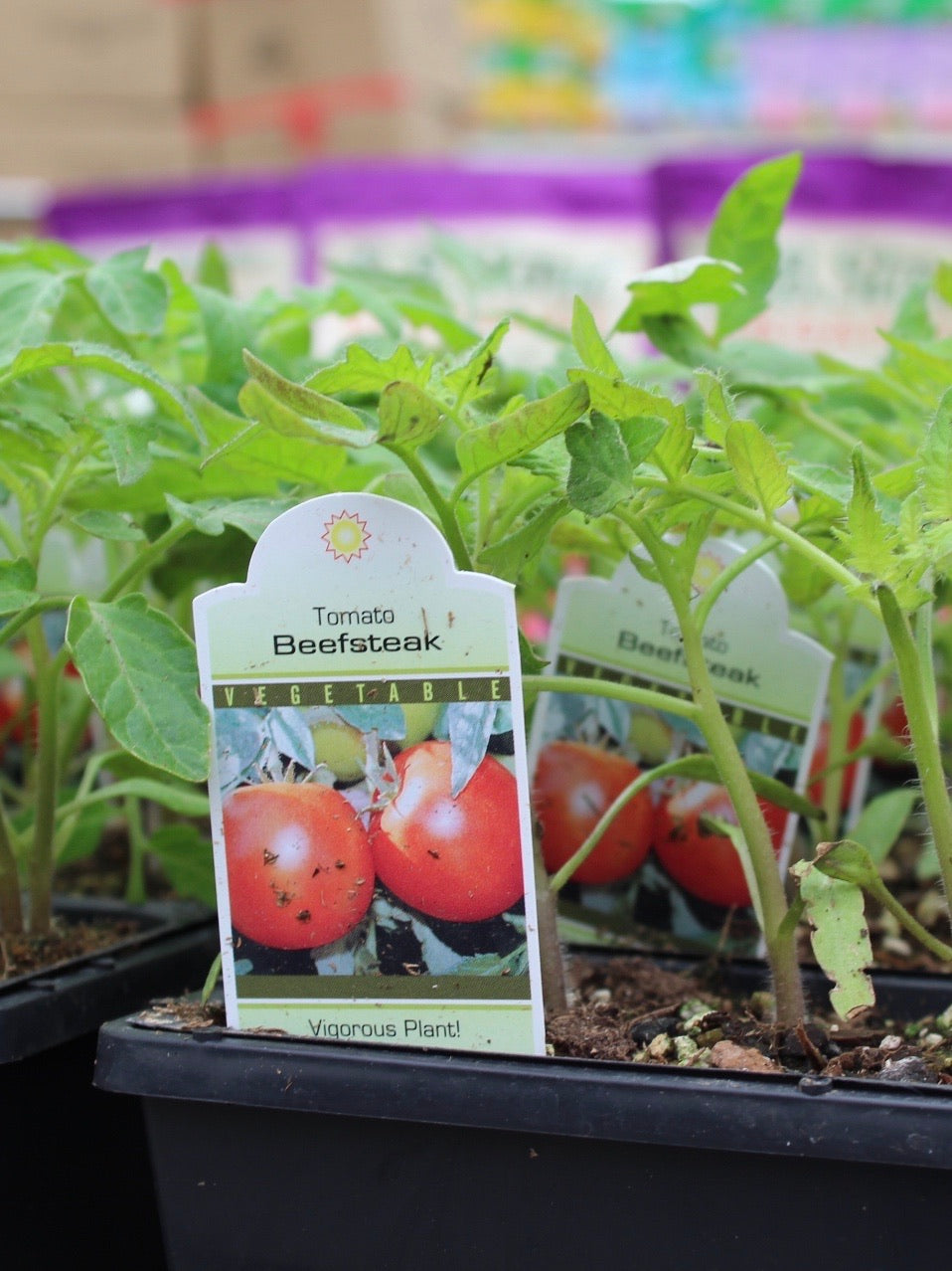 Tomato Beefsteak 4