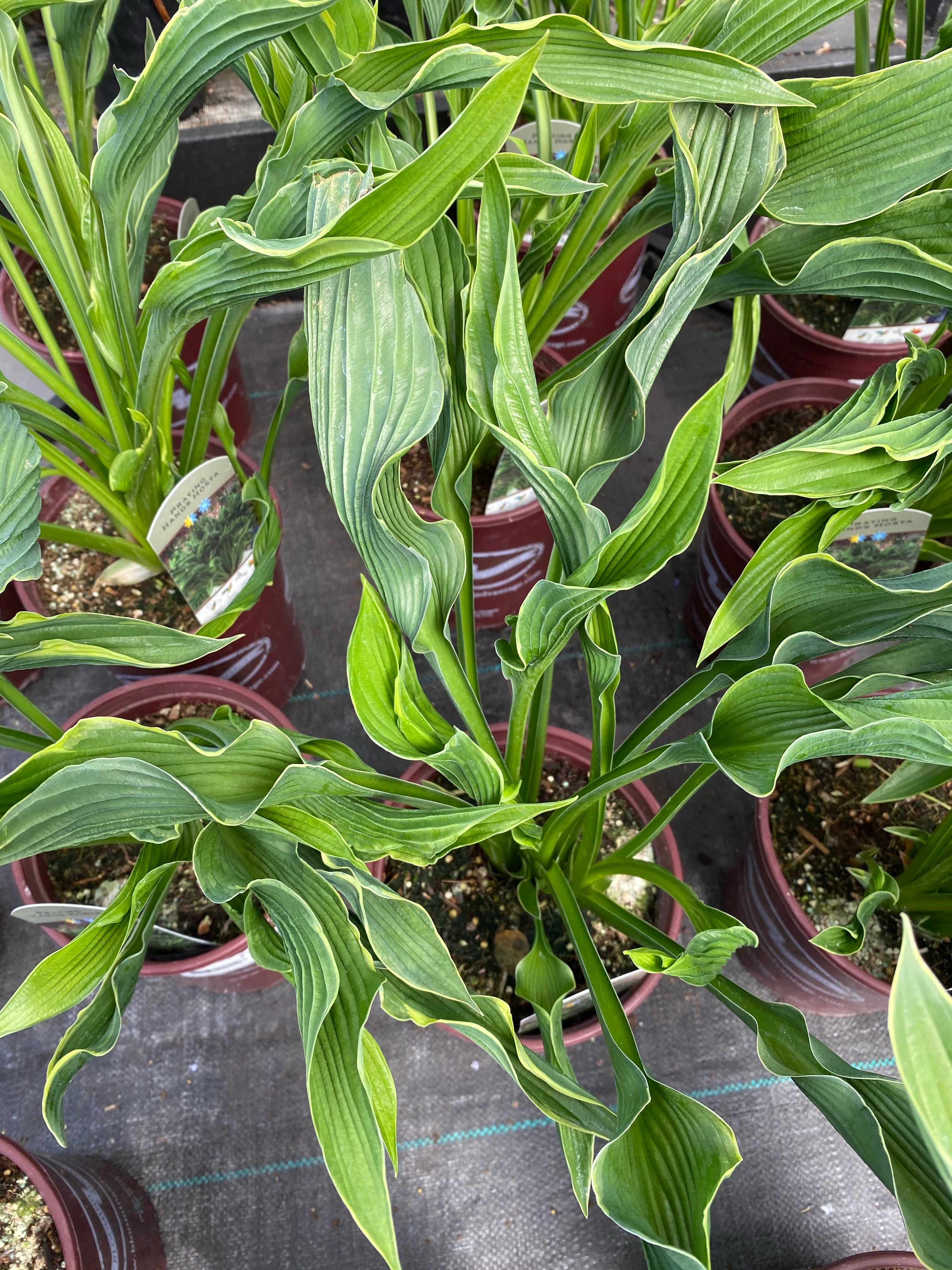 Hosta Praying Hands 1G