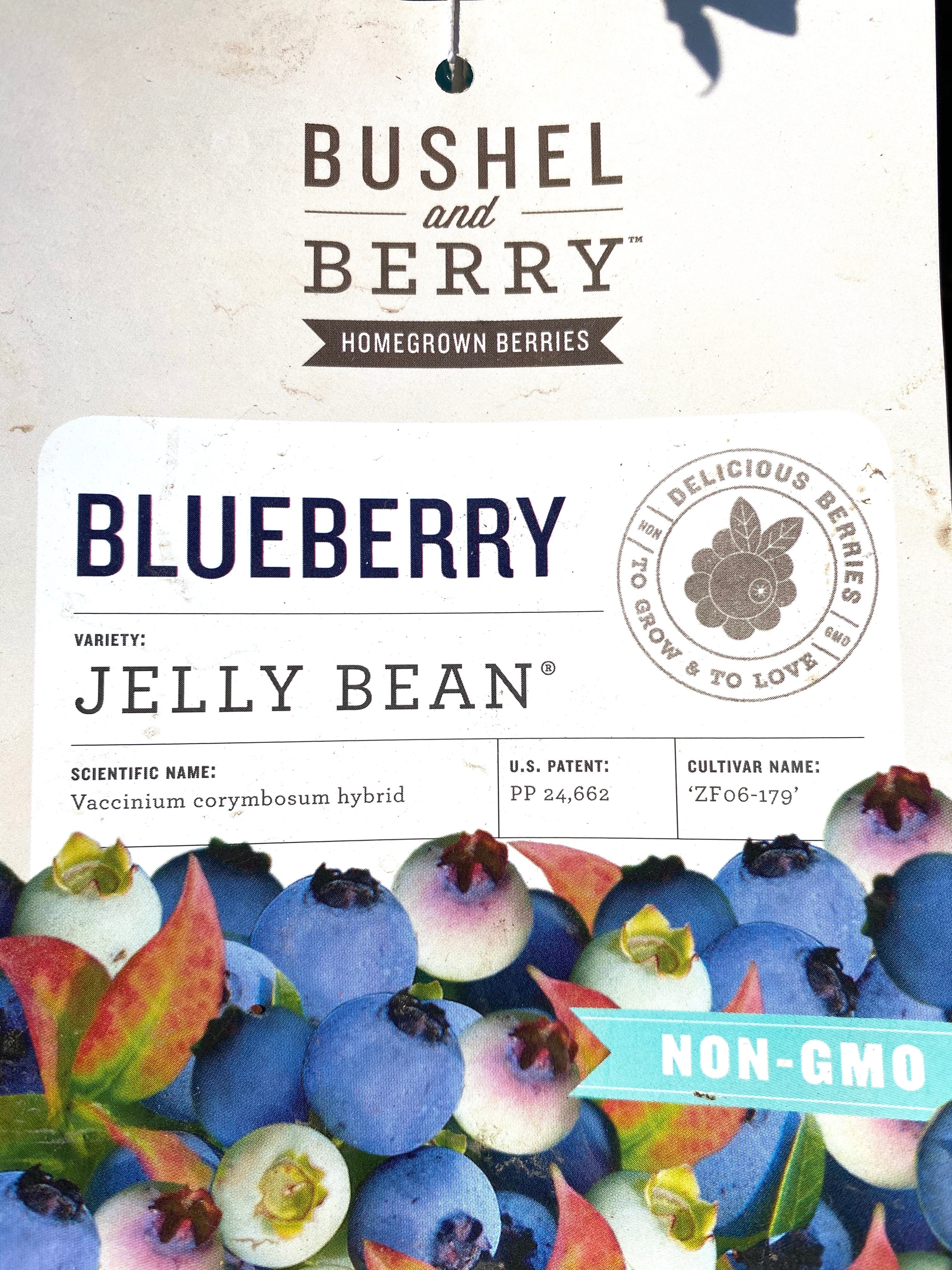 Blueberry 'Jelly Bean®'