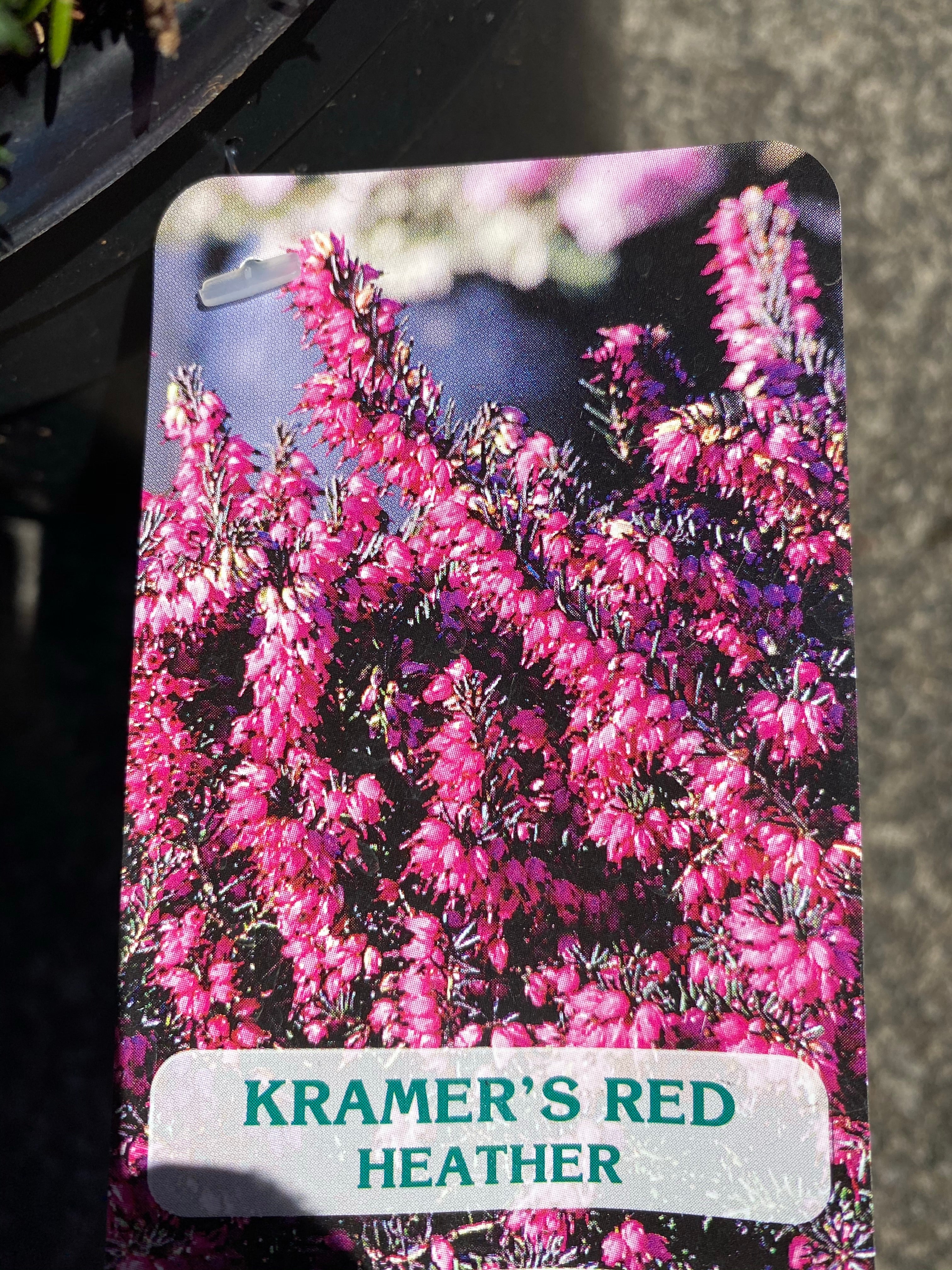 Erica ‘Kraemers Red’