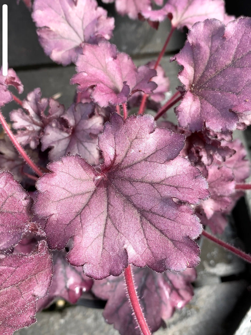 Heuchera 'Forever Purple'